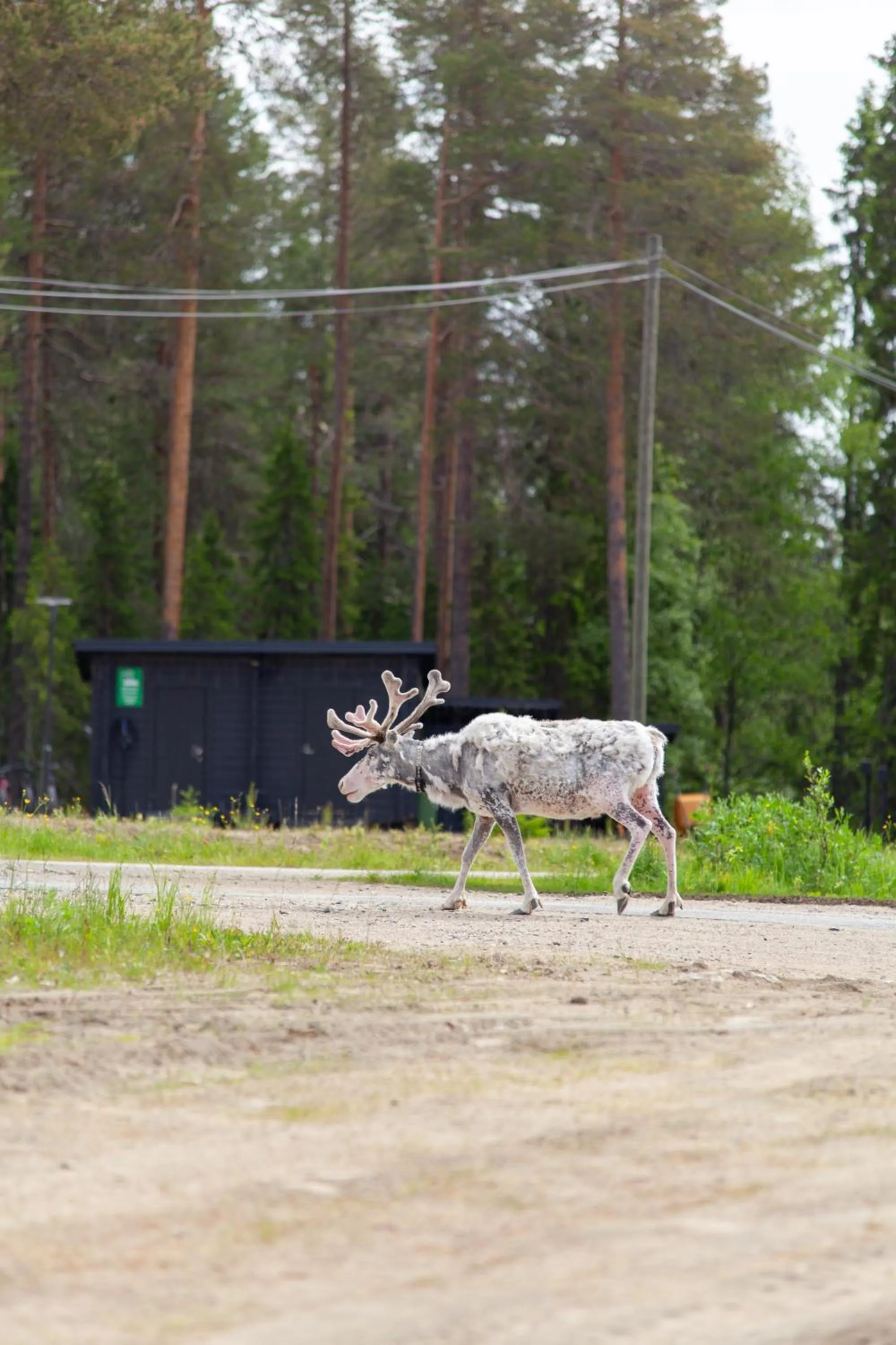Animals in Pyhä Igloos