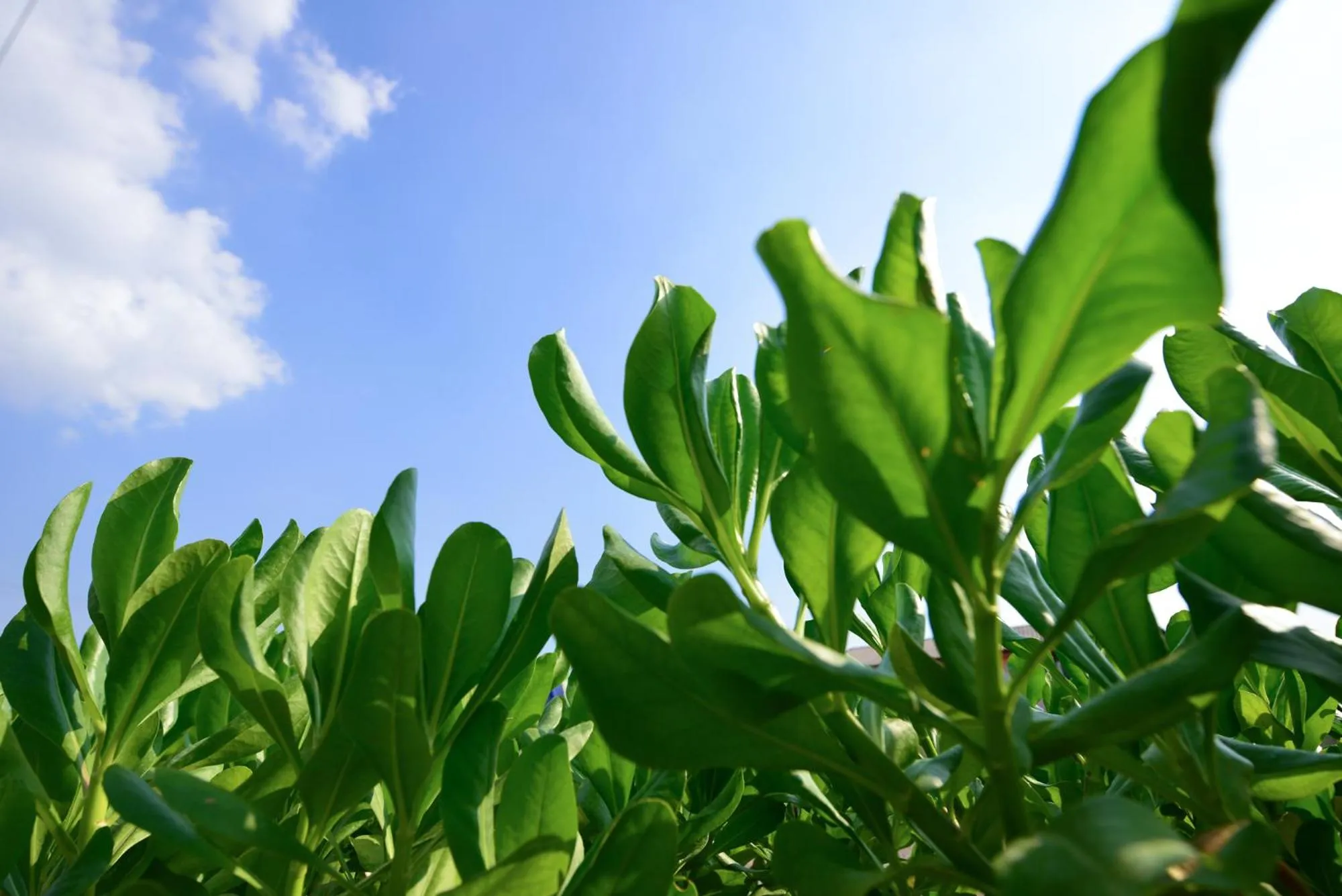 Natural landscape in Baan Lamoon