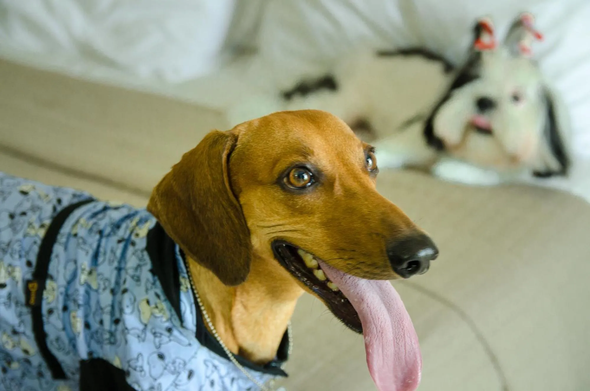 Pets in Nord Easy Green Sunset