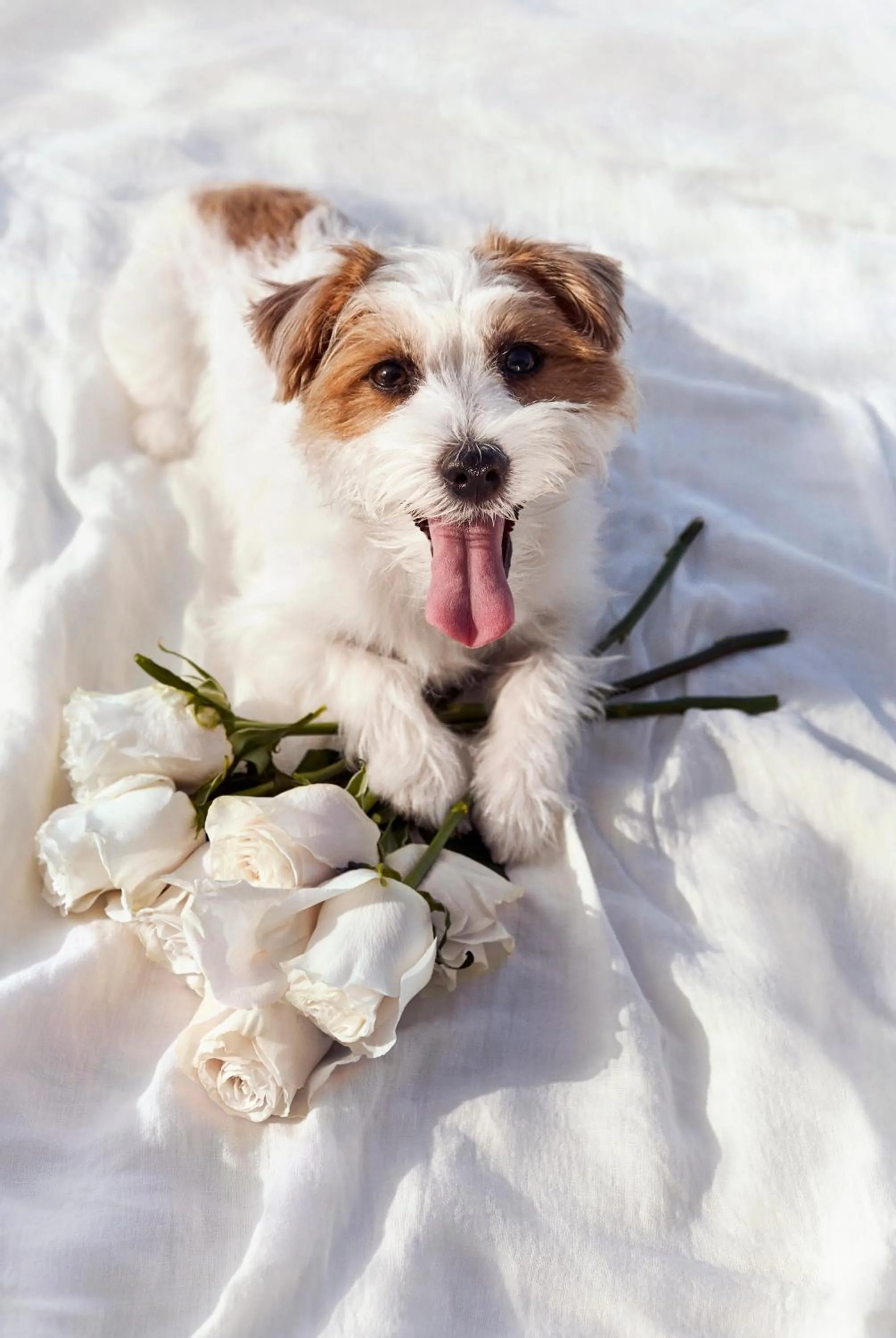 Pets in Novotel Bengaluru Outer Ring Road