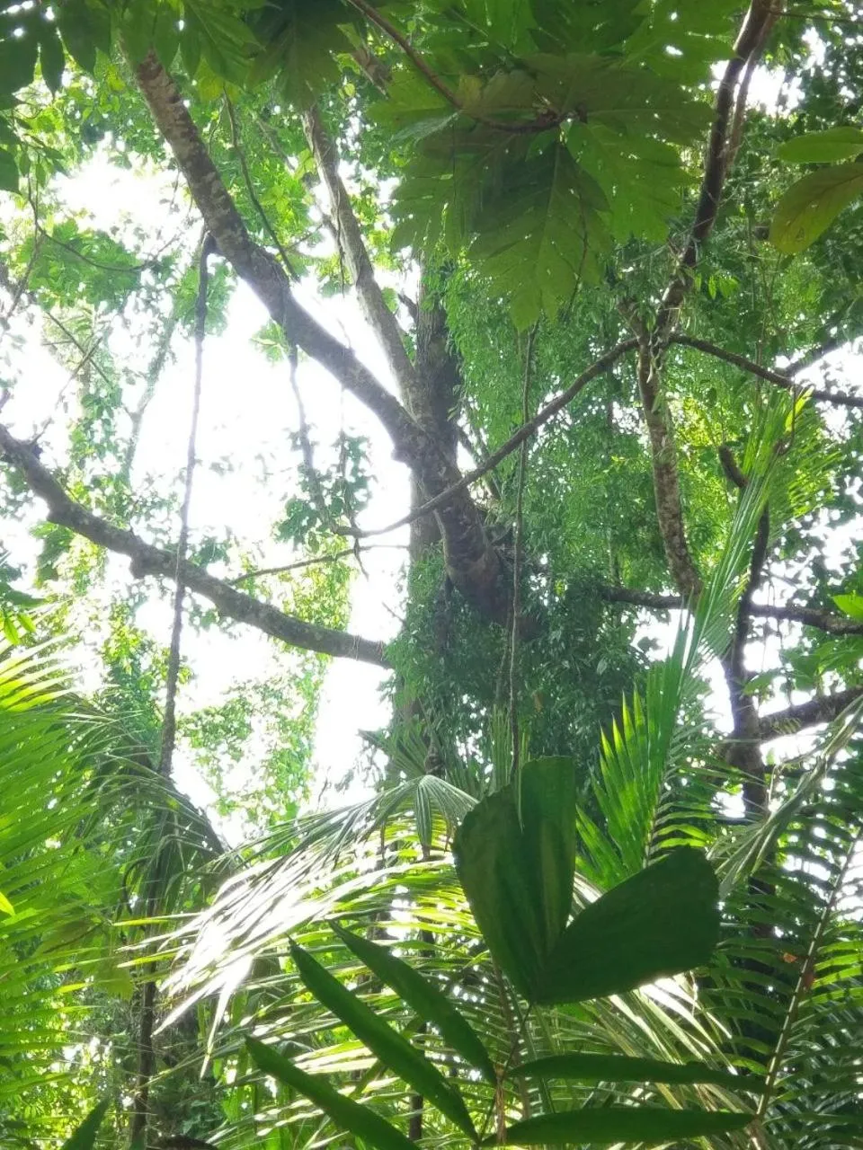 Natural landscape in Selavi Resort Bentota