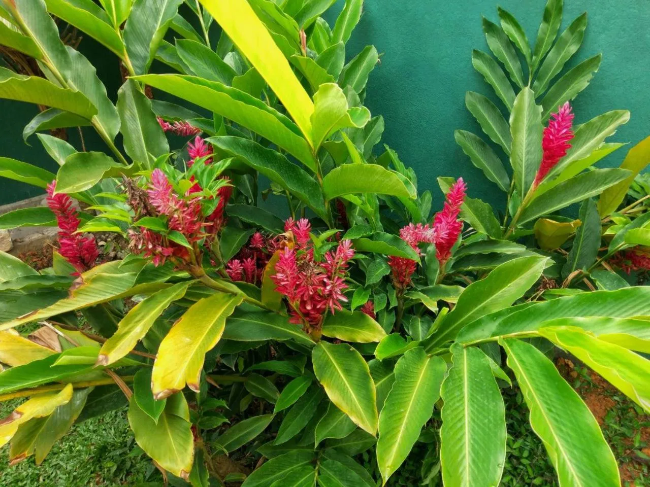 Garden in Selavi Resort Bentota