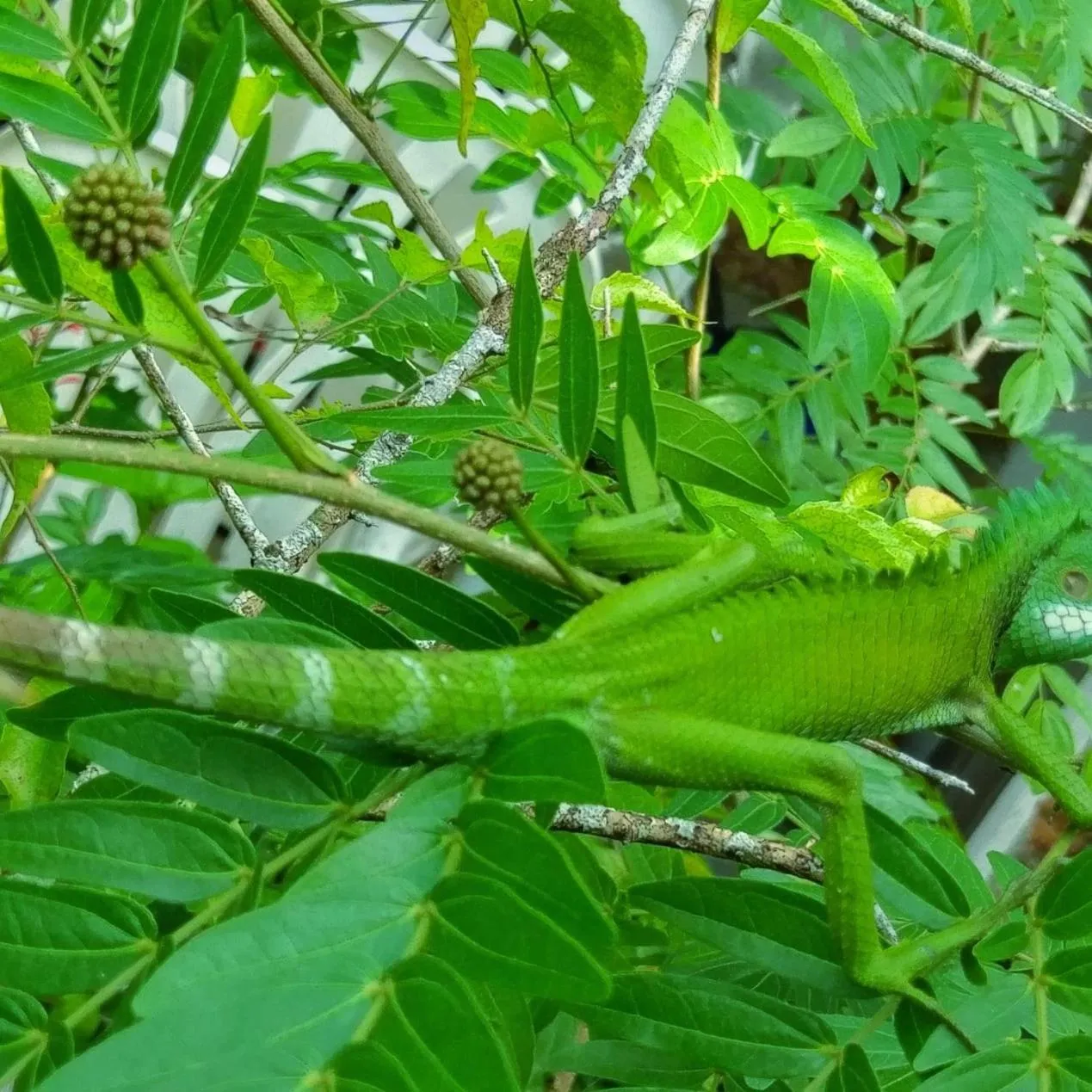 Selavi Resort Bentota