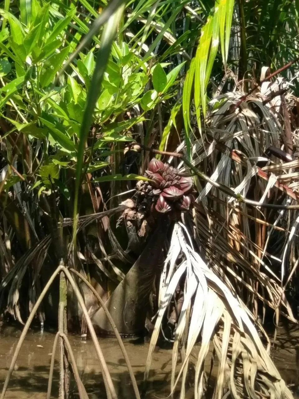 Natural landscape in Selavi Resort Bentota