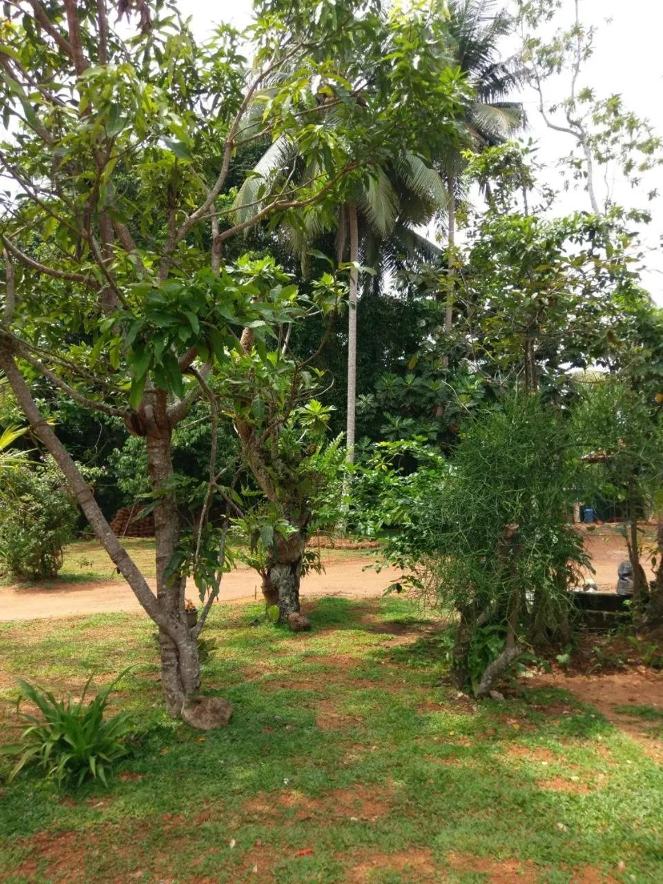 Garden in Selavi Resort Bentota
