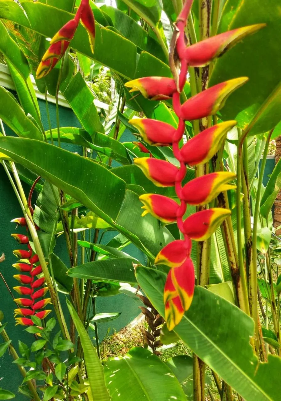Garden in Selavi Resort Bentota
