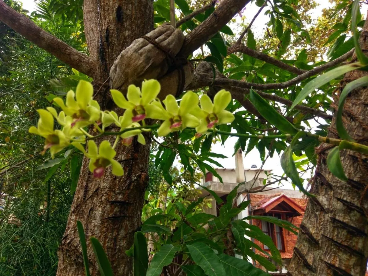 Garden in Selavi Resort Bentota