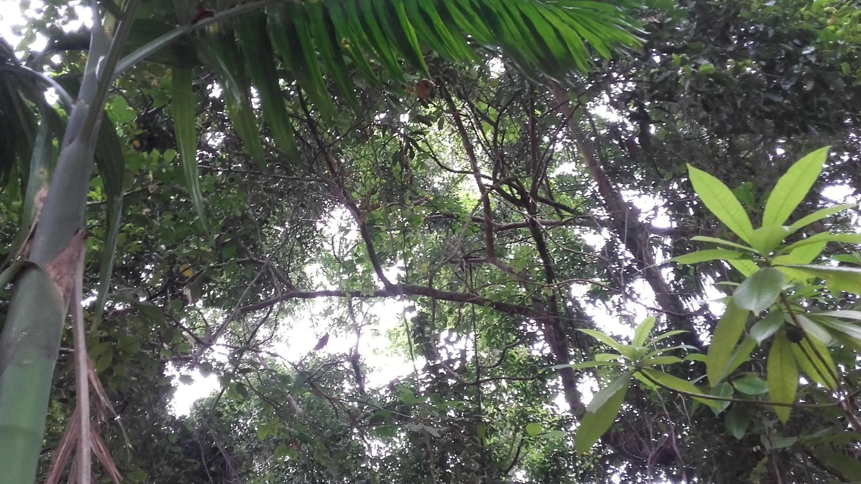 Natural landscape in Selavi Resort Bentota