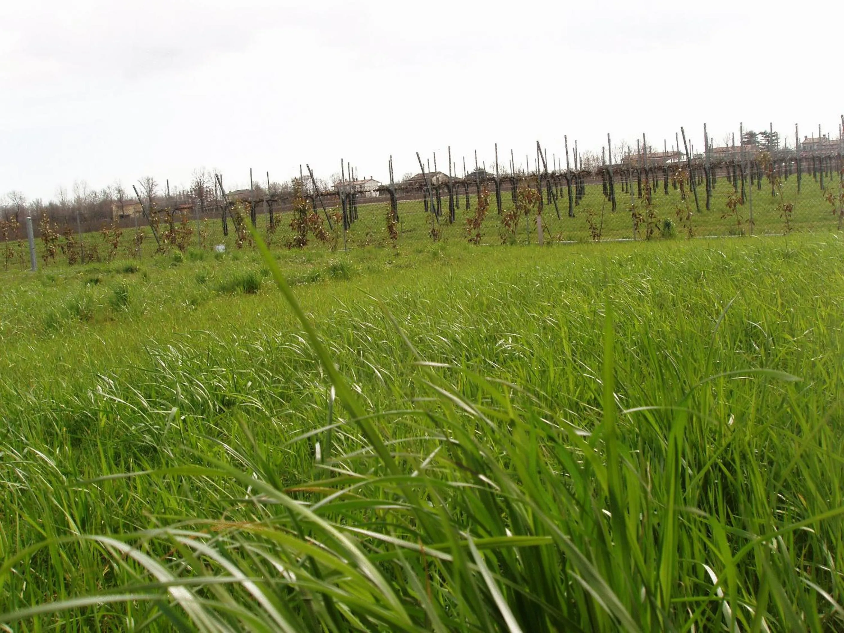 Garden in B&B Daniel