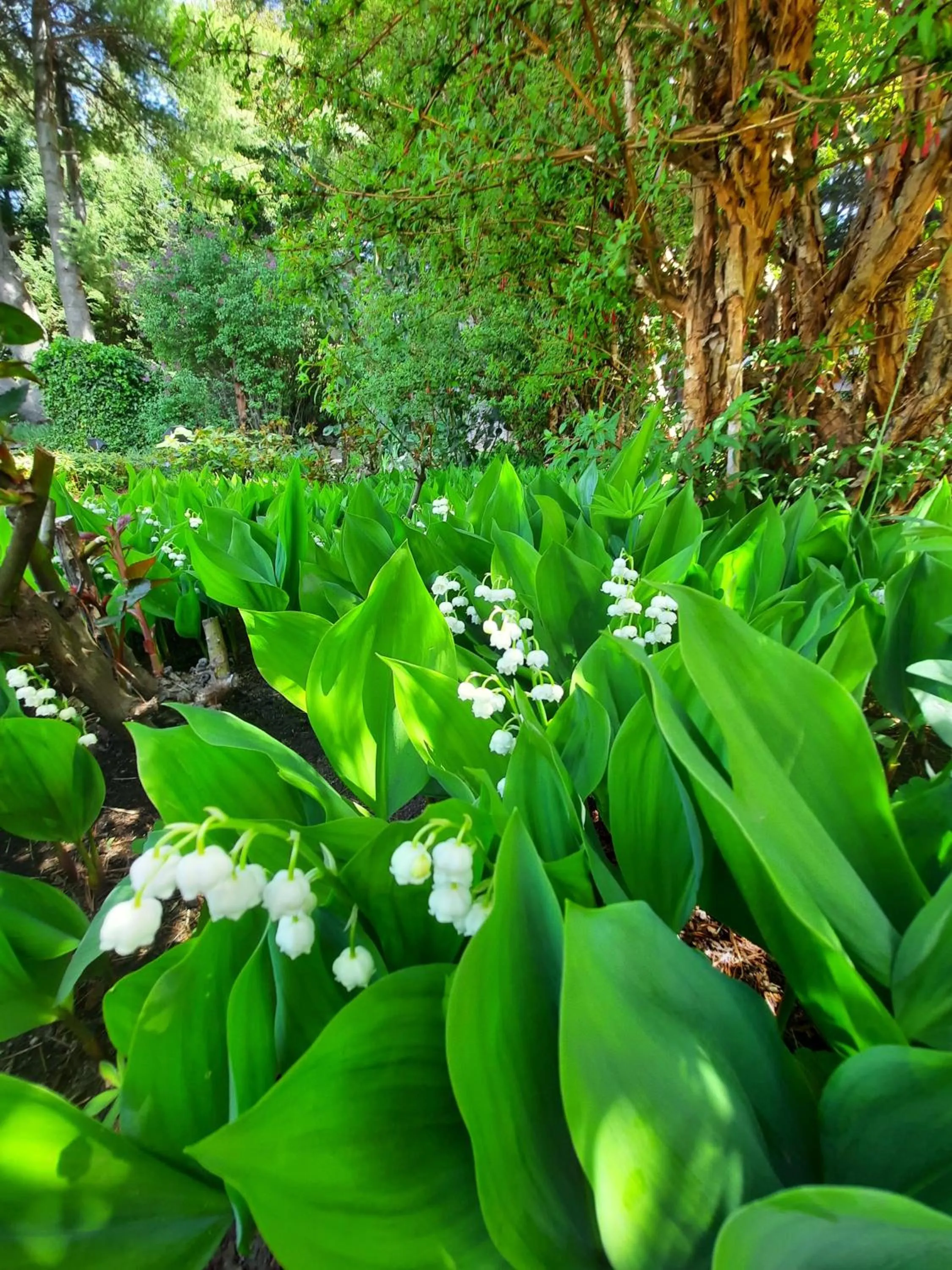 Garden in Le Bouquet Apart Hotel