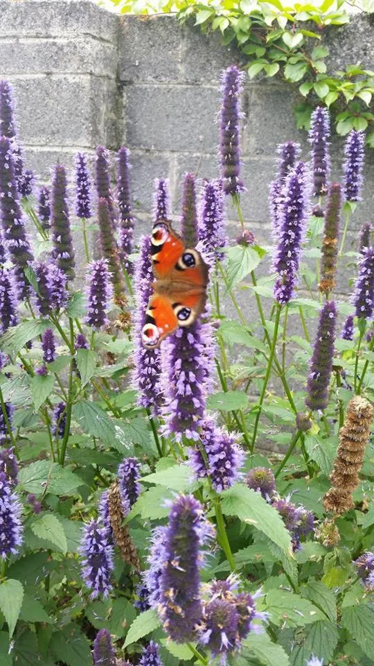 Garden in Lakeside Loughrea