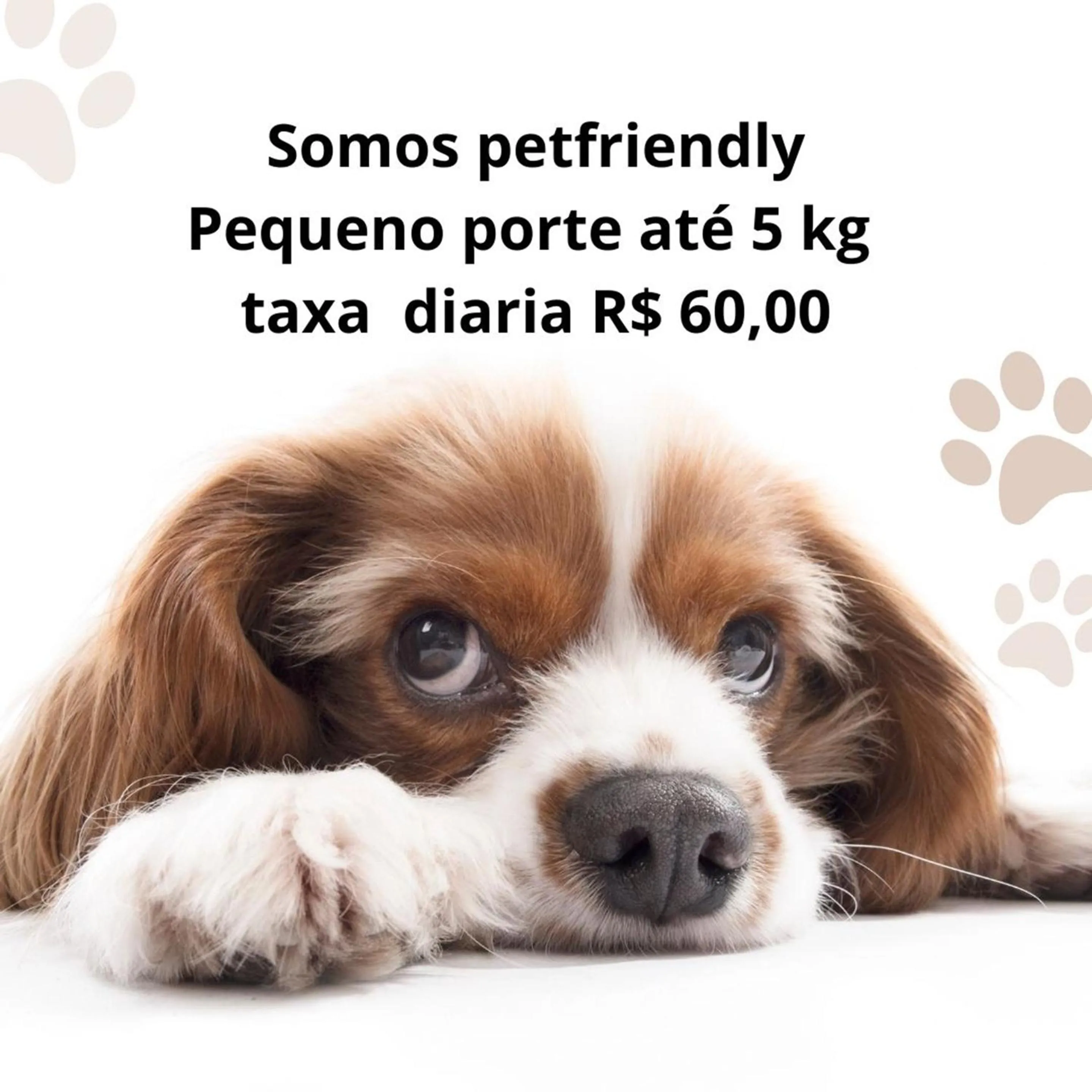 Pets in Costa Maris Beach Hotel Frente Mar