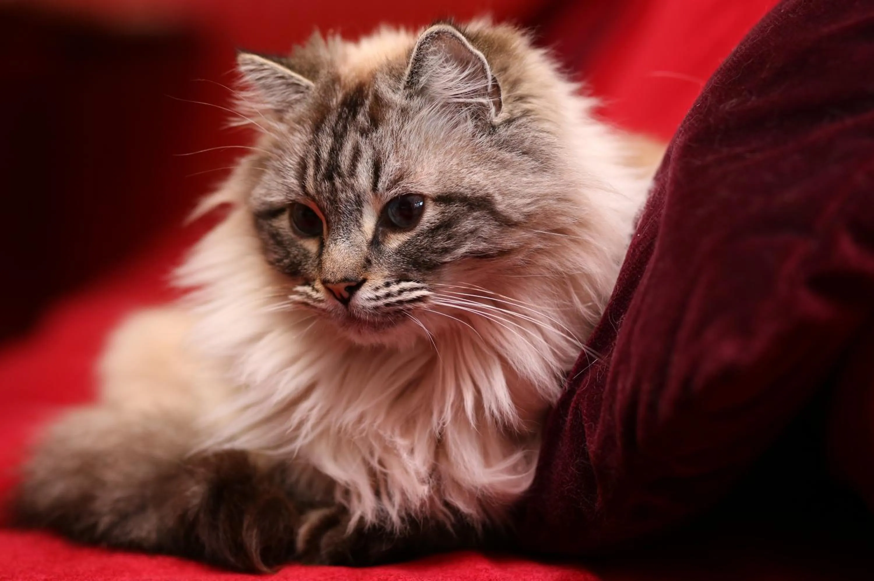 Pets in Trinite Hotel