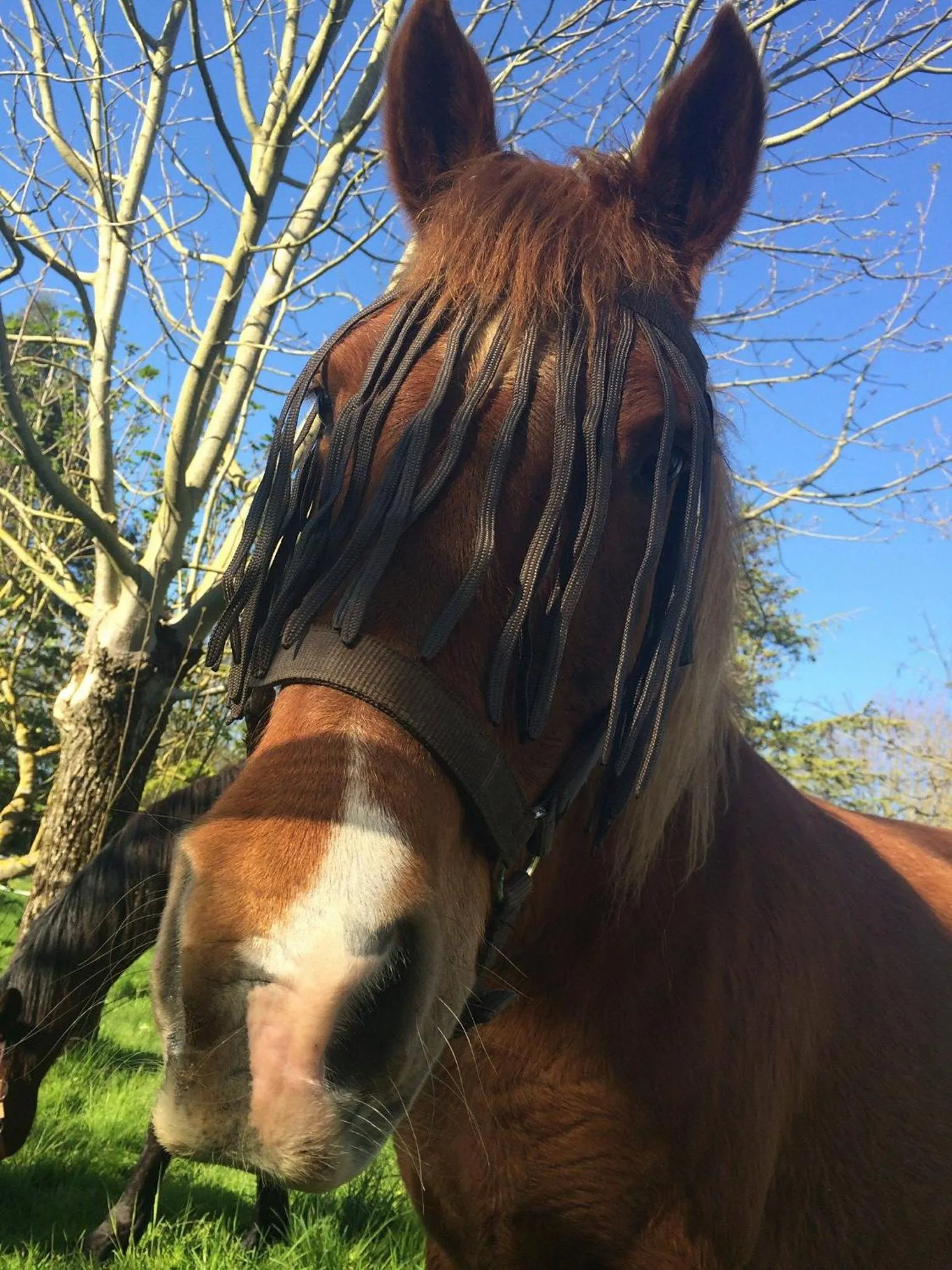 Animals in Le Marais Picotin