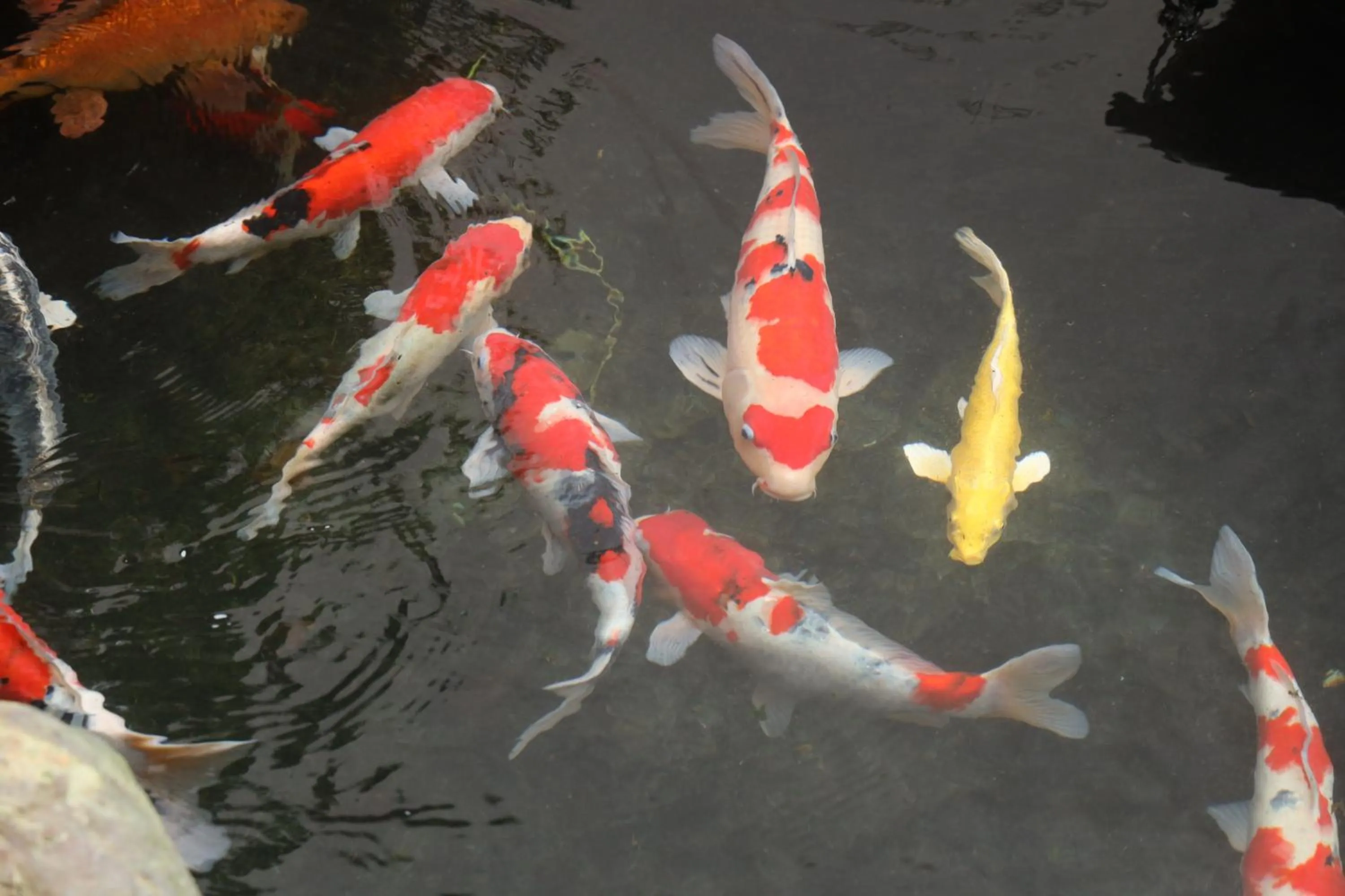 Garden in Daibutsu Ryokan