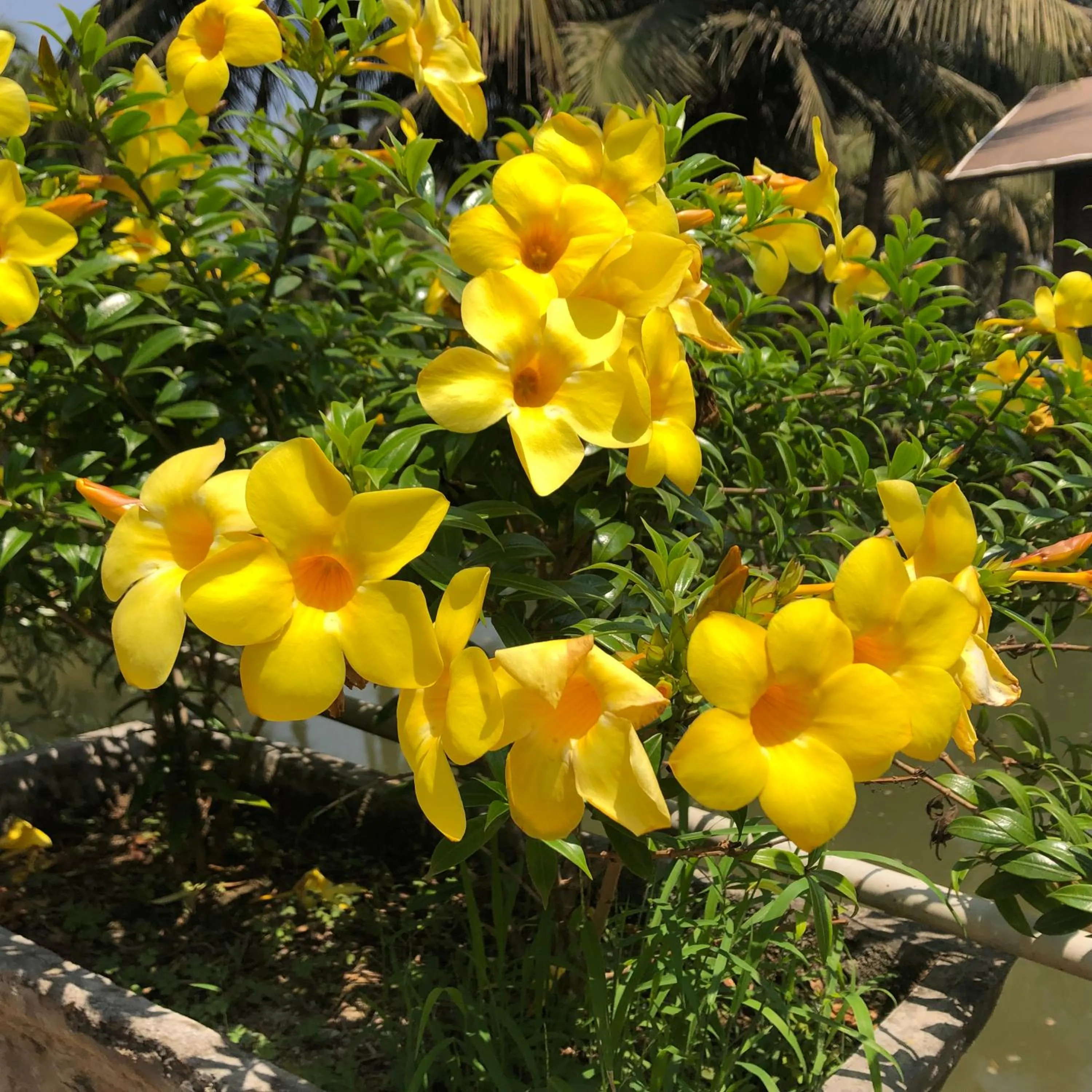 Garden in Resort Primo Bom Terra Verde