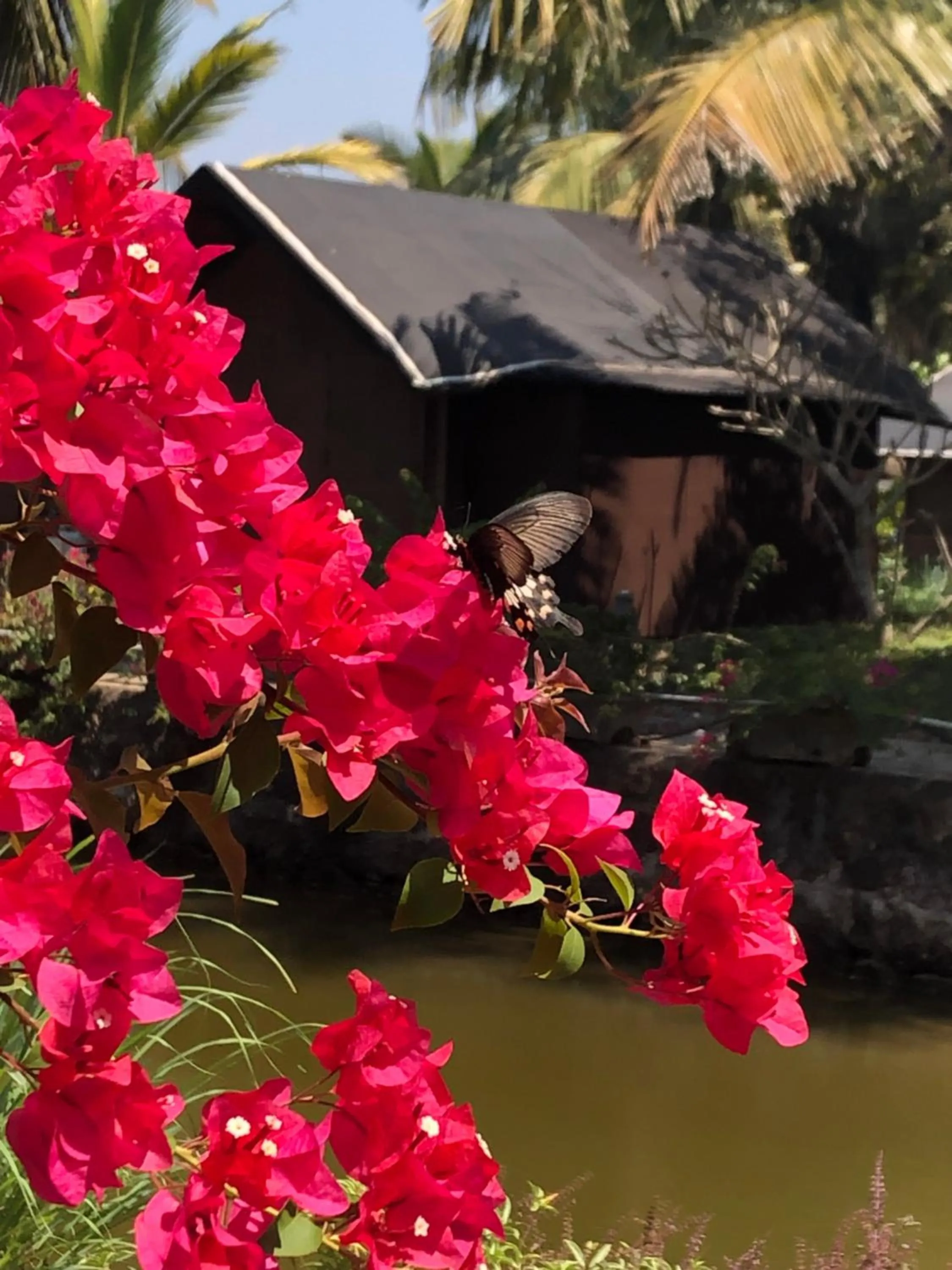 Garden in Resort Primo Bom Terra Verde
