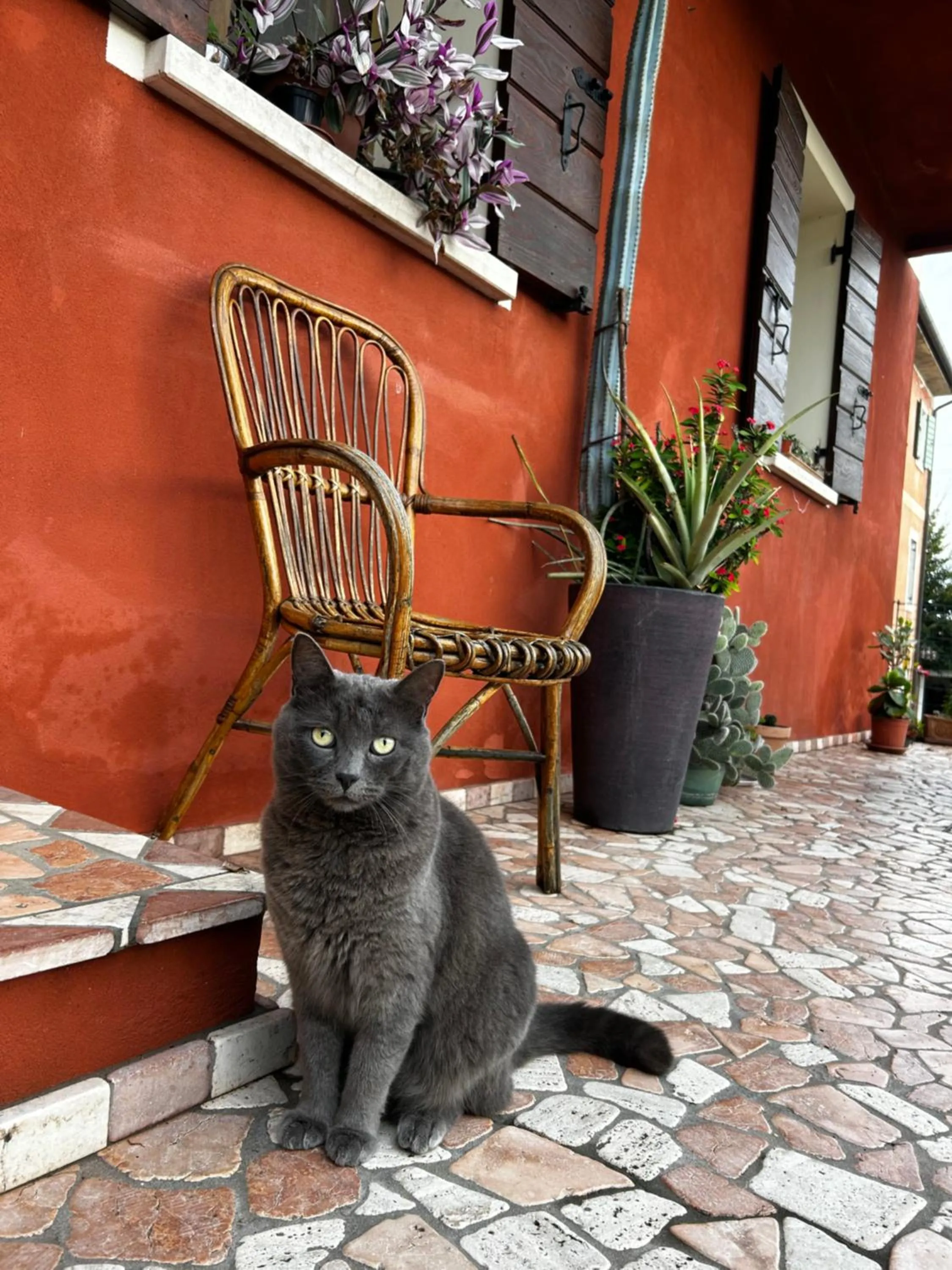 Pets in B&B Casa del Conte