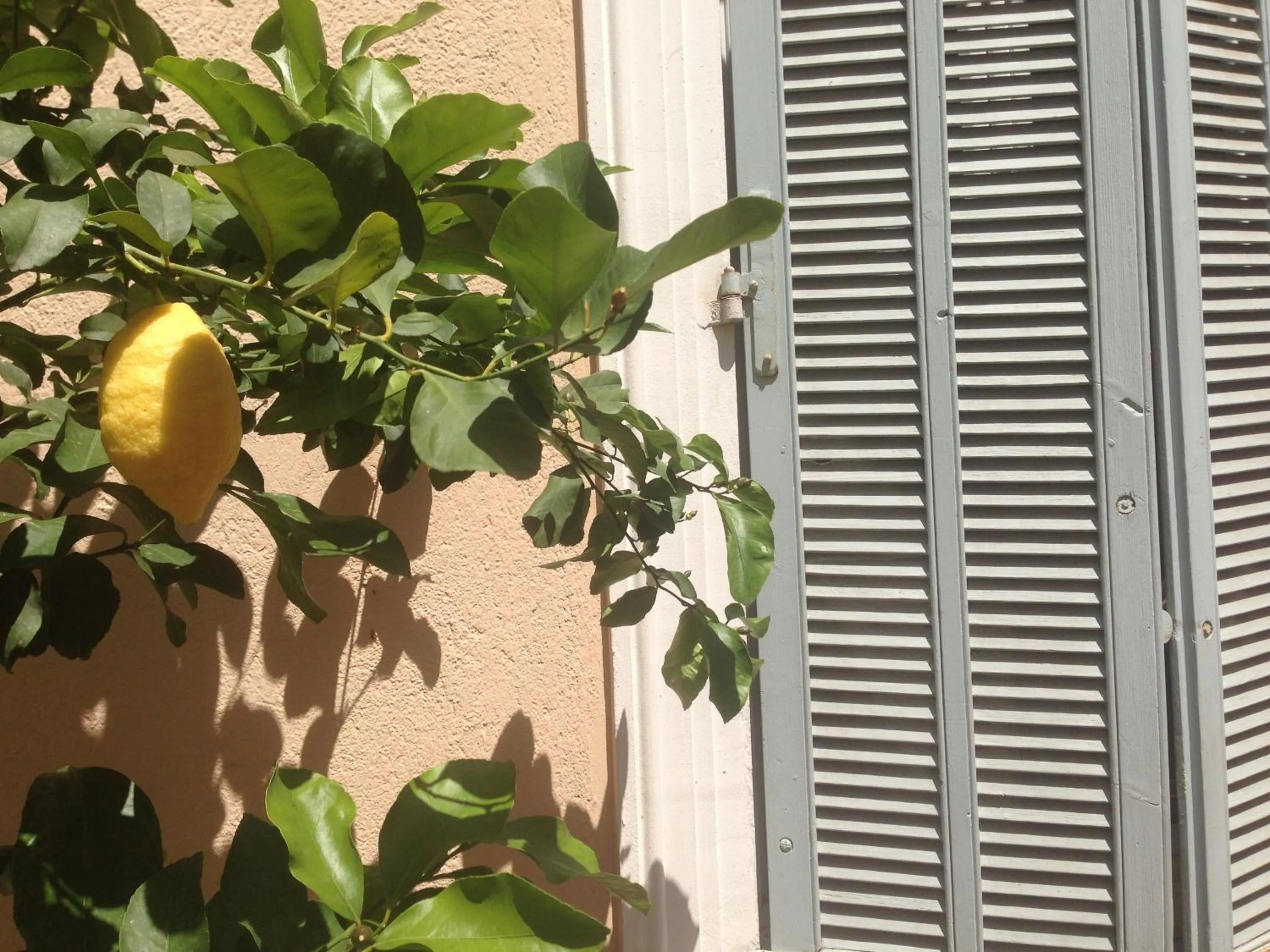 Garden in Chanteclair