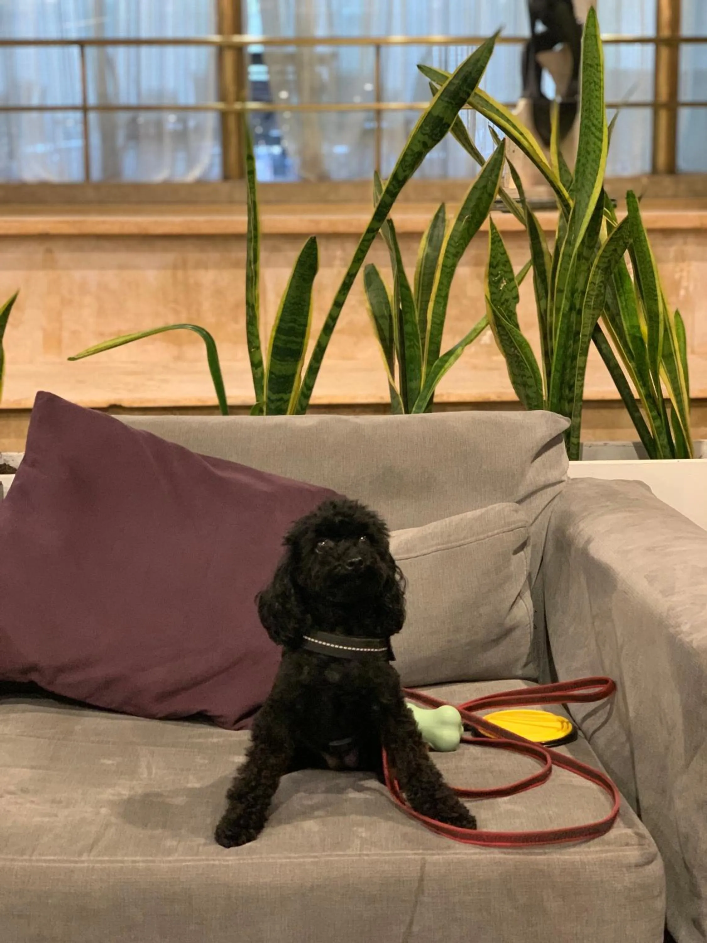 Seating area in Regente Palace Hotel
