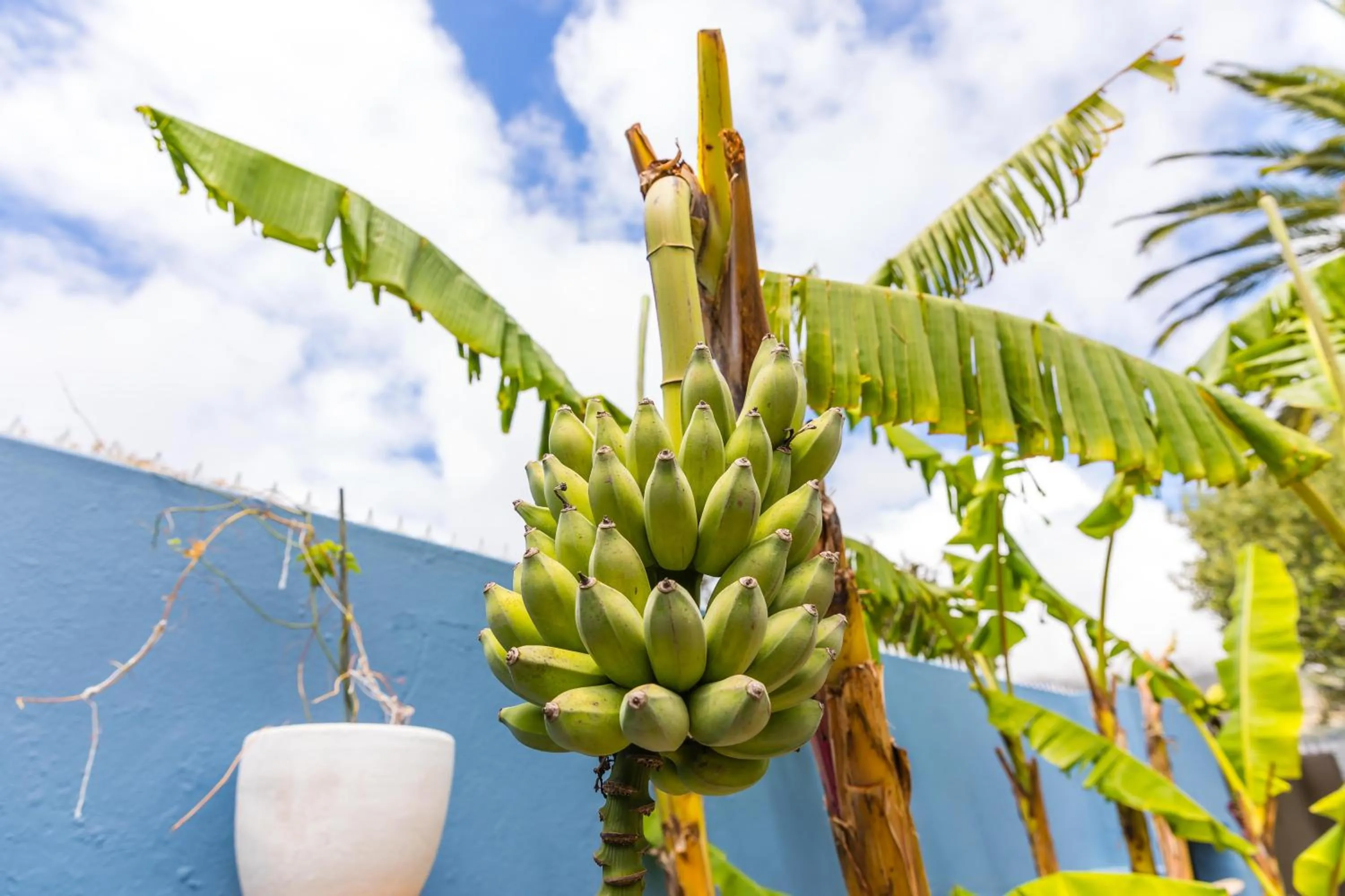 Garden in Villa Viva Cape Town