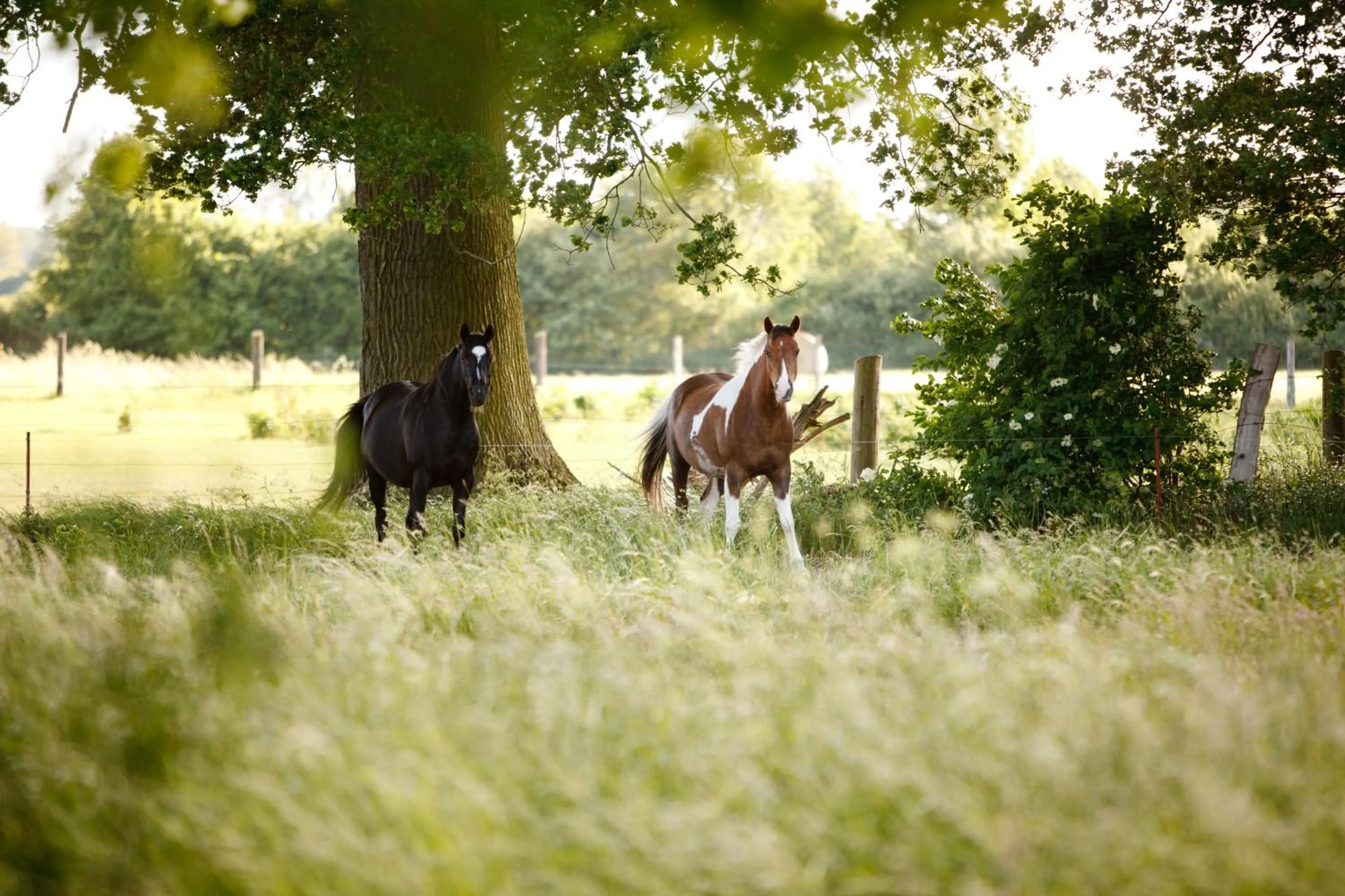 Off site in Landhotel Zum Pottkuchen