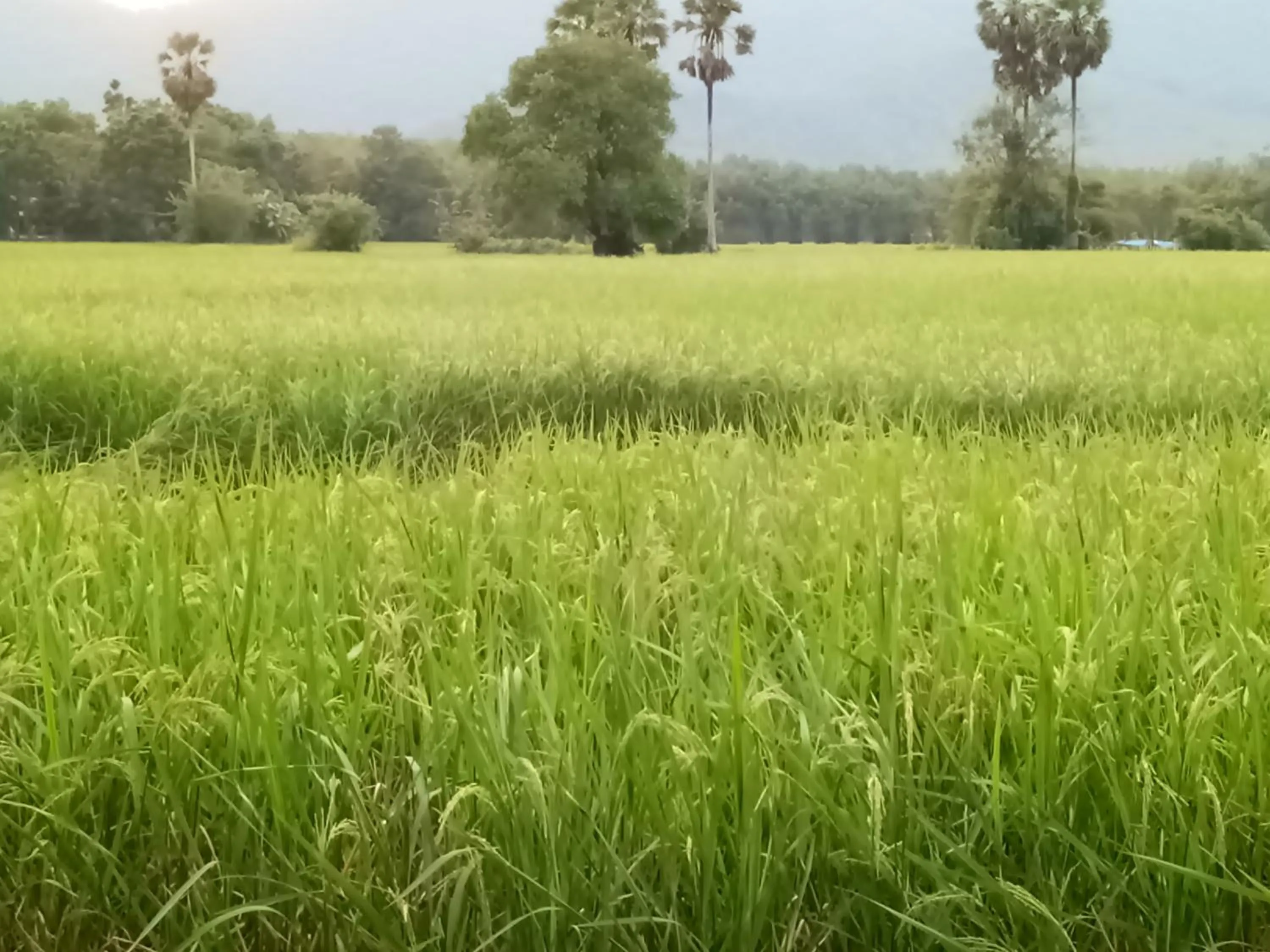 4 seasons mini house