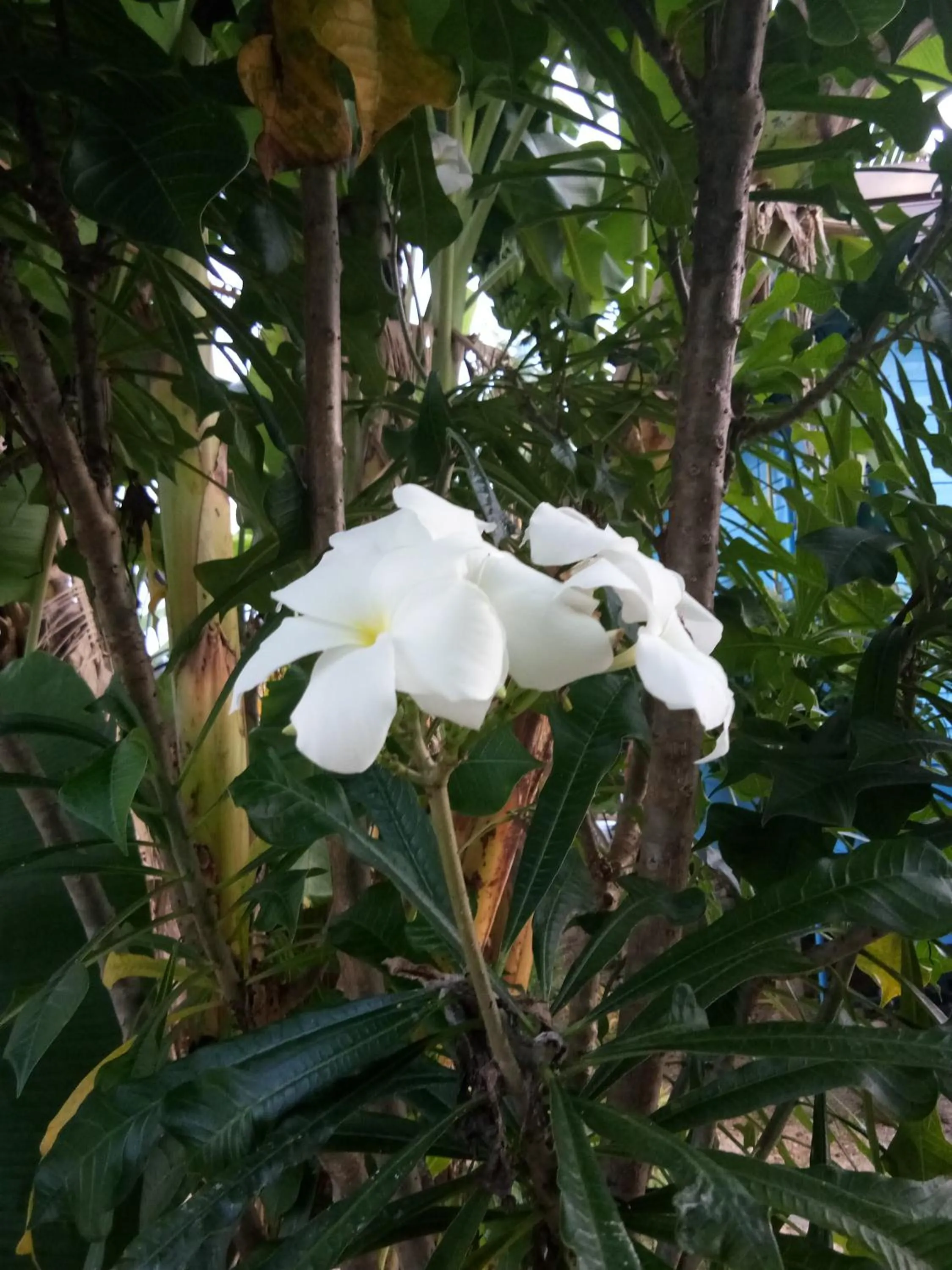 4 seasons mini house