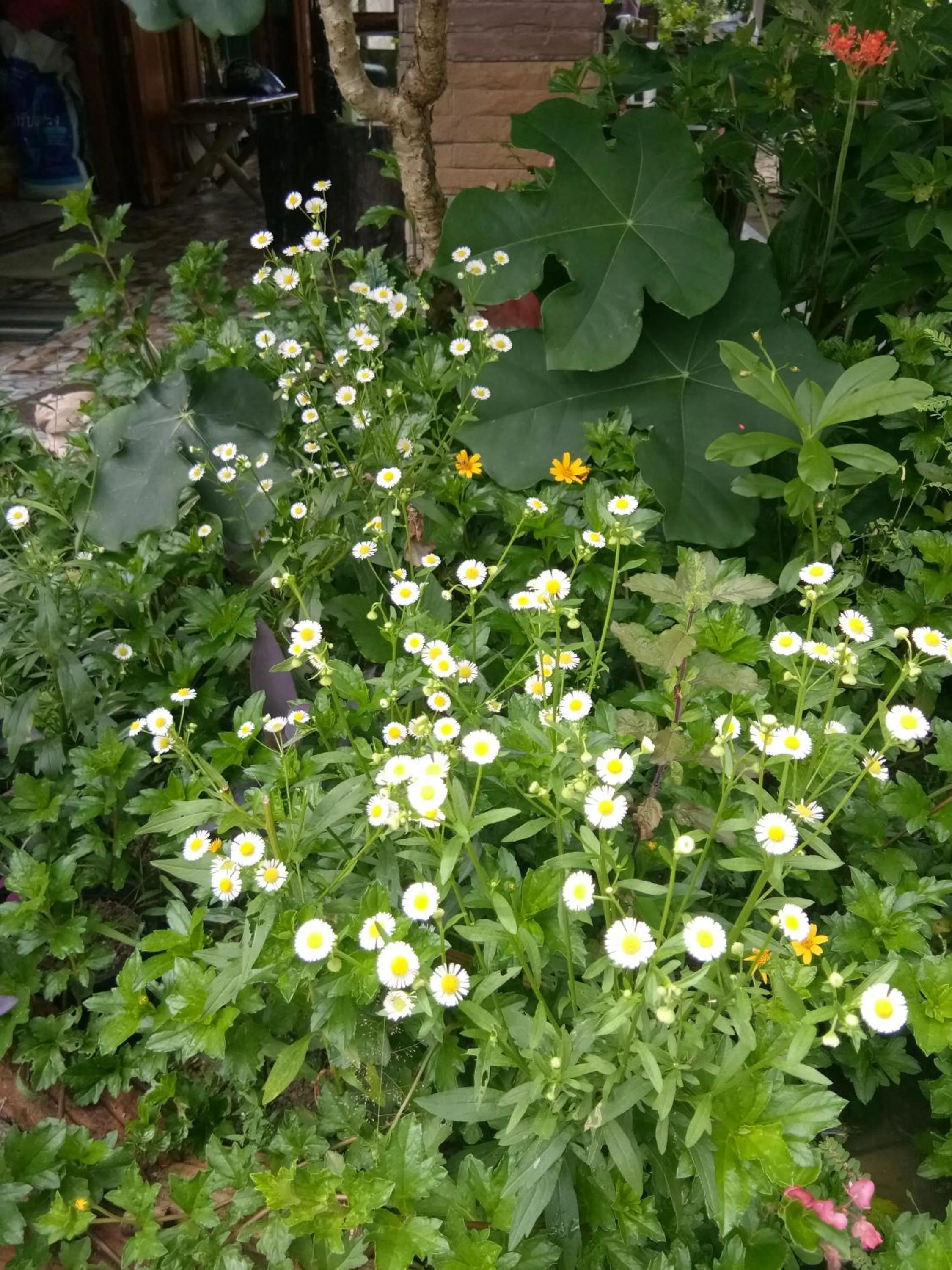 4 seasons mini house