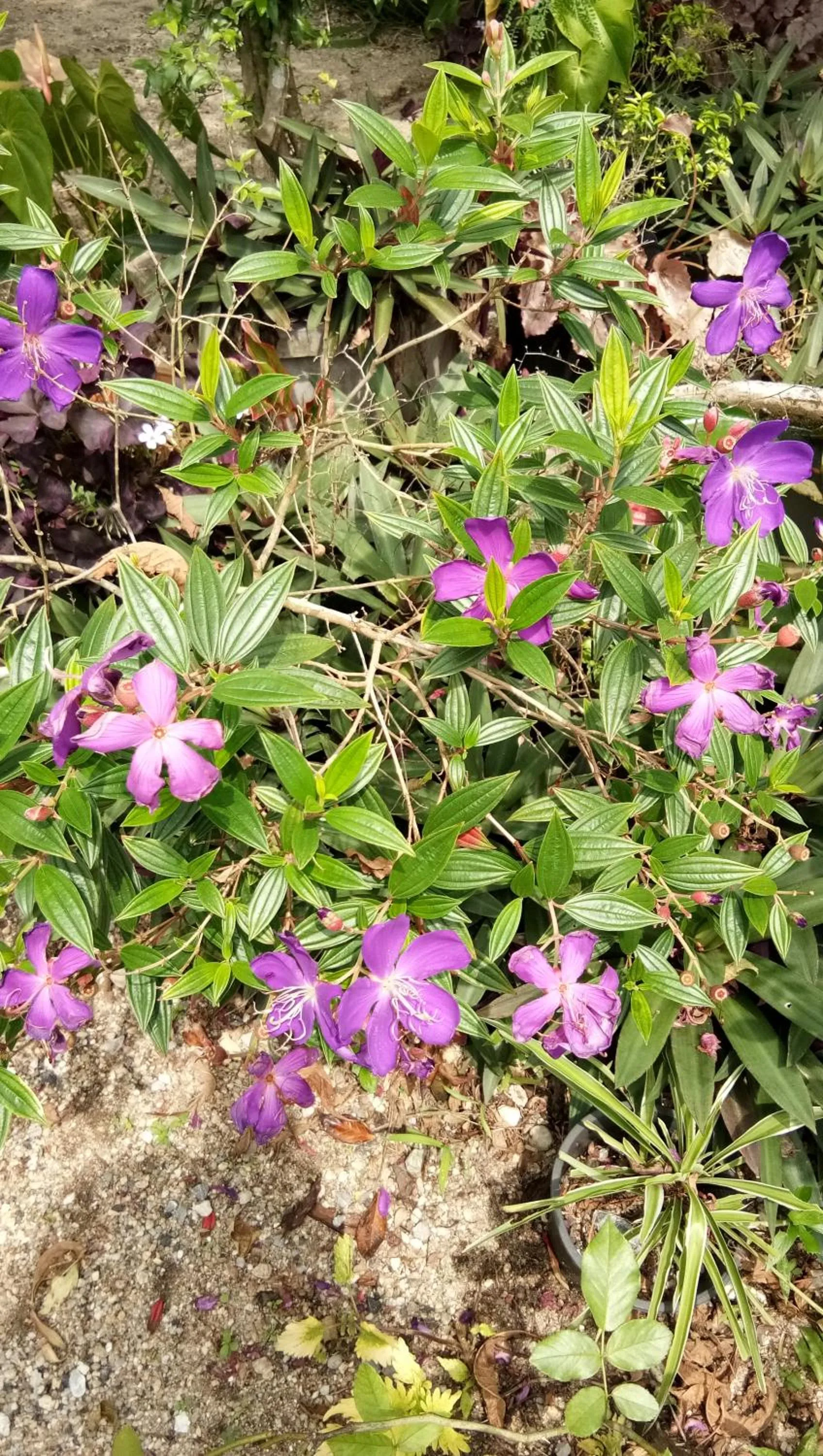 4 seasons mini house