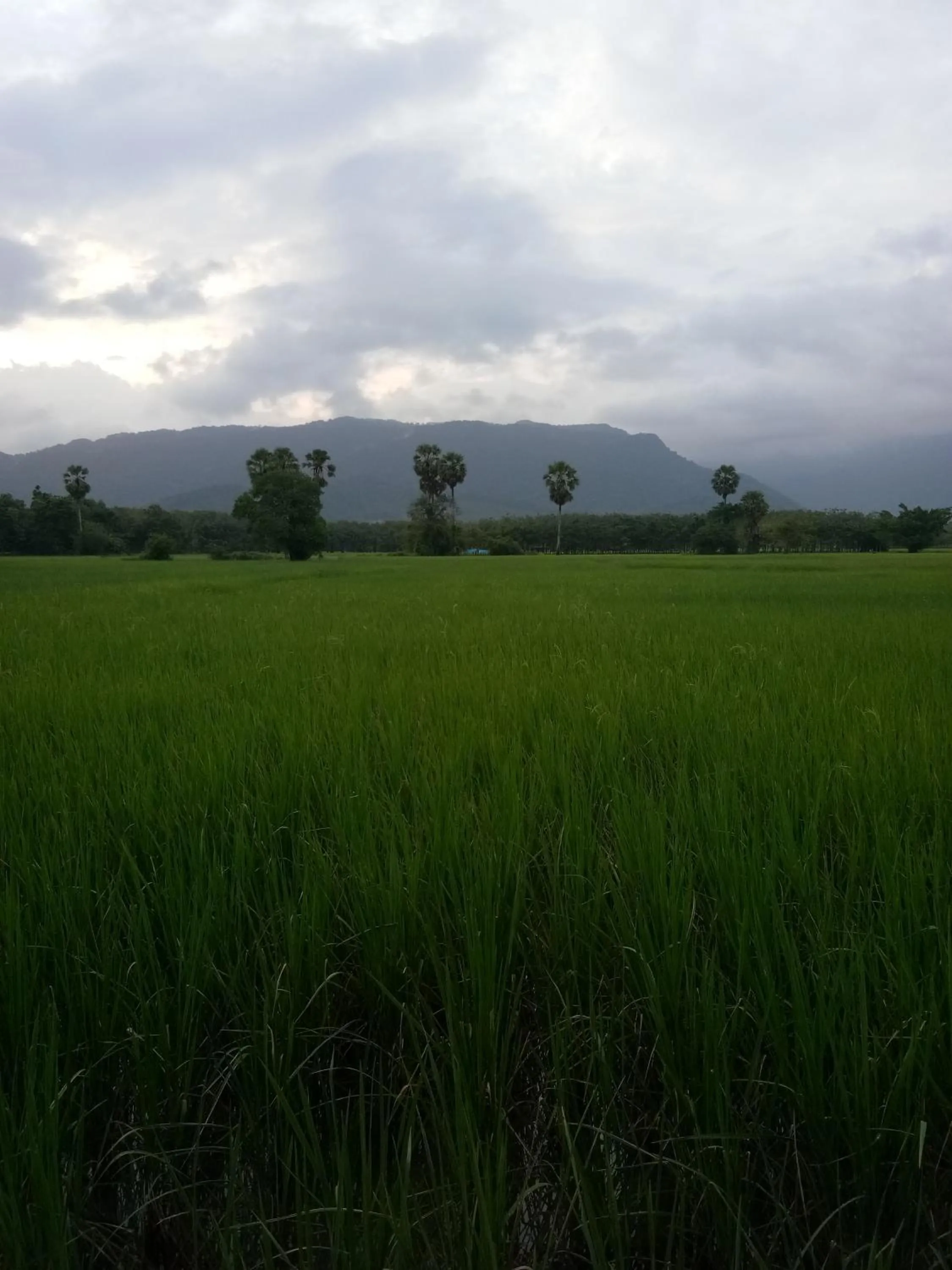 Mountain view in 4 seasons mini house