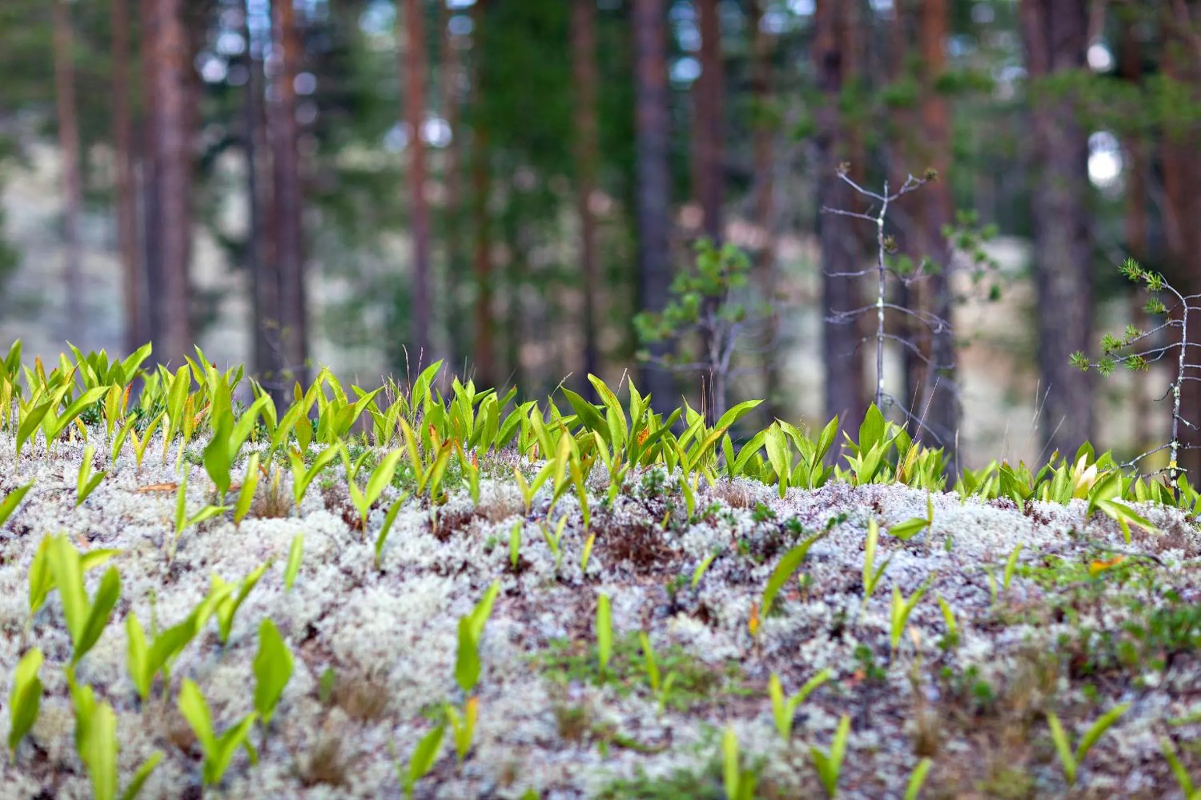 Day in Rokua Health & Spa