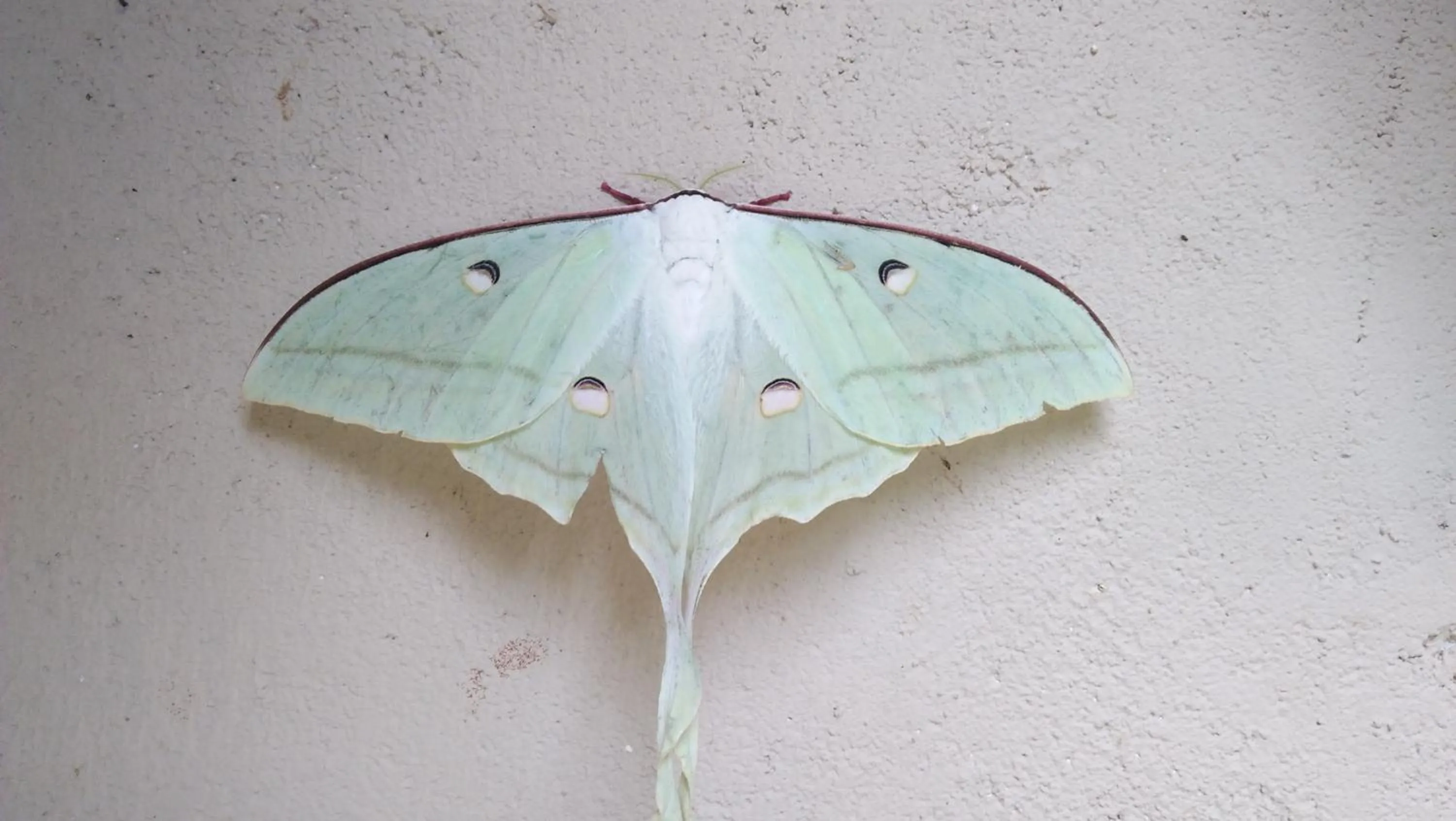 Animals in Flamboyant Villas