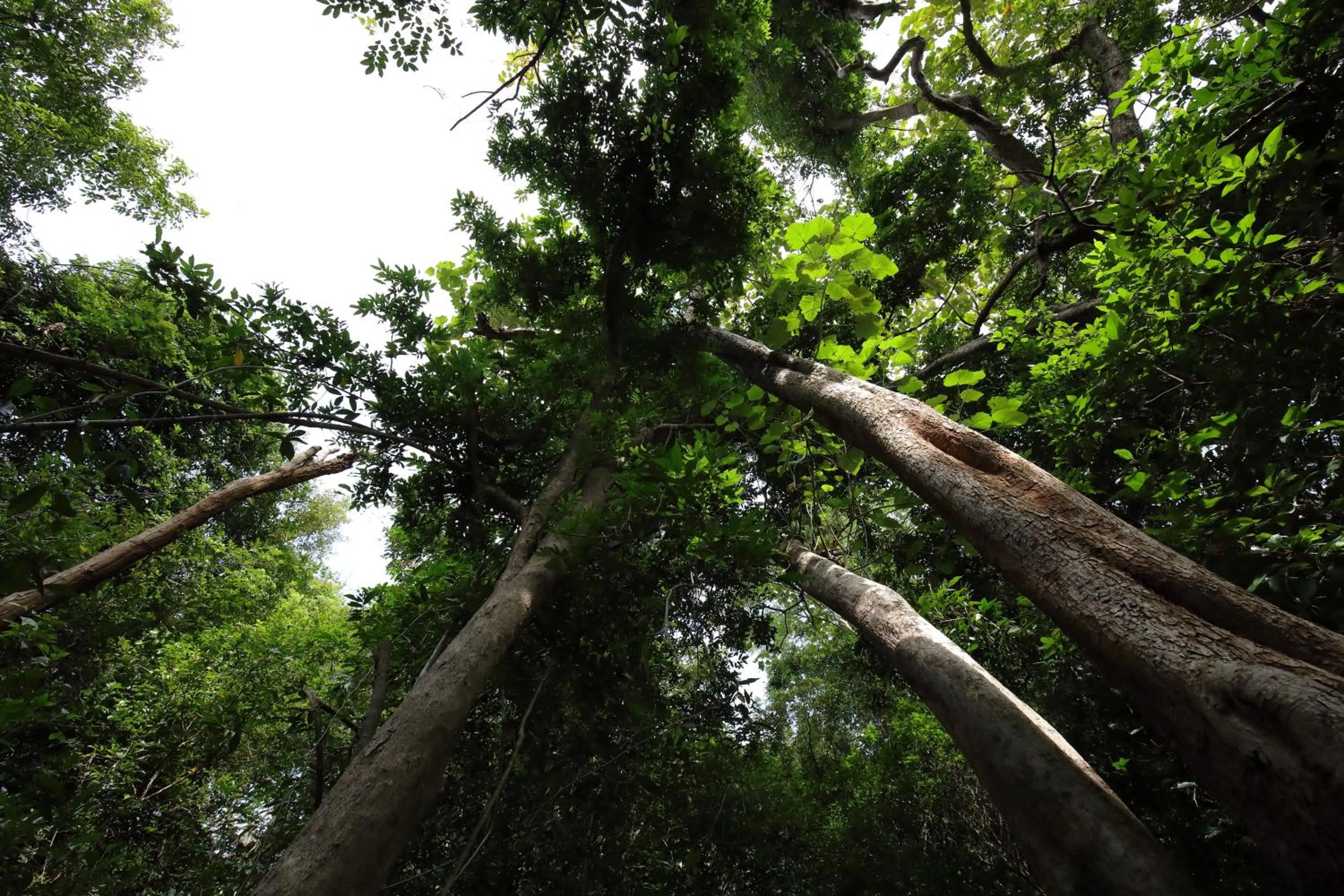 Natural landscape in Flamboyant Villas