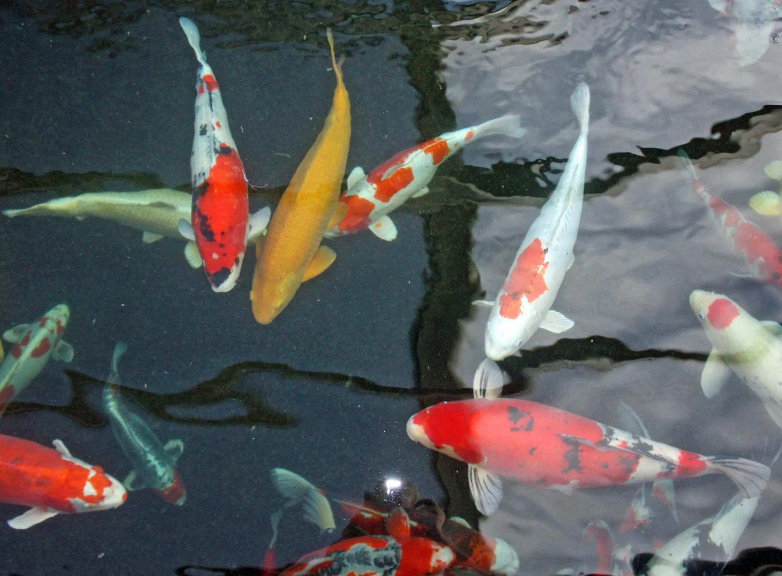 Garden in Hotel Koi-Gartenteich