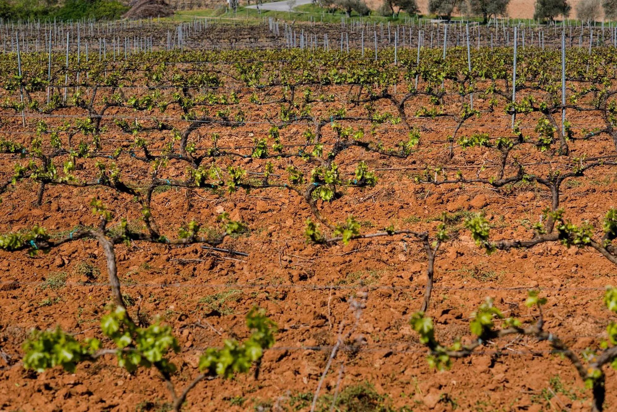 Day in Ligüerre Resort