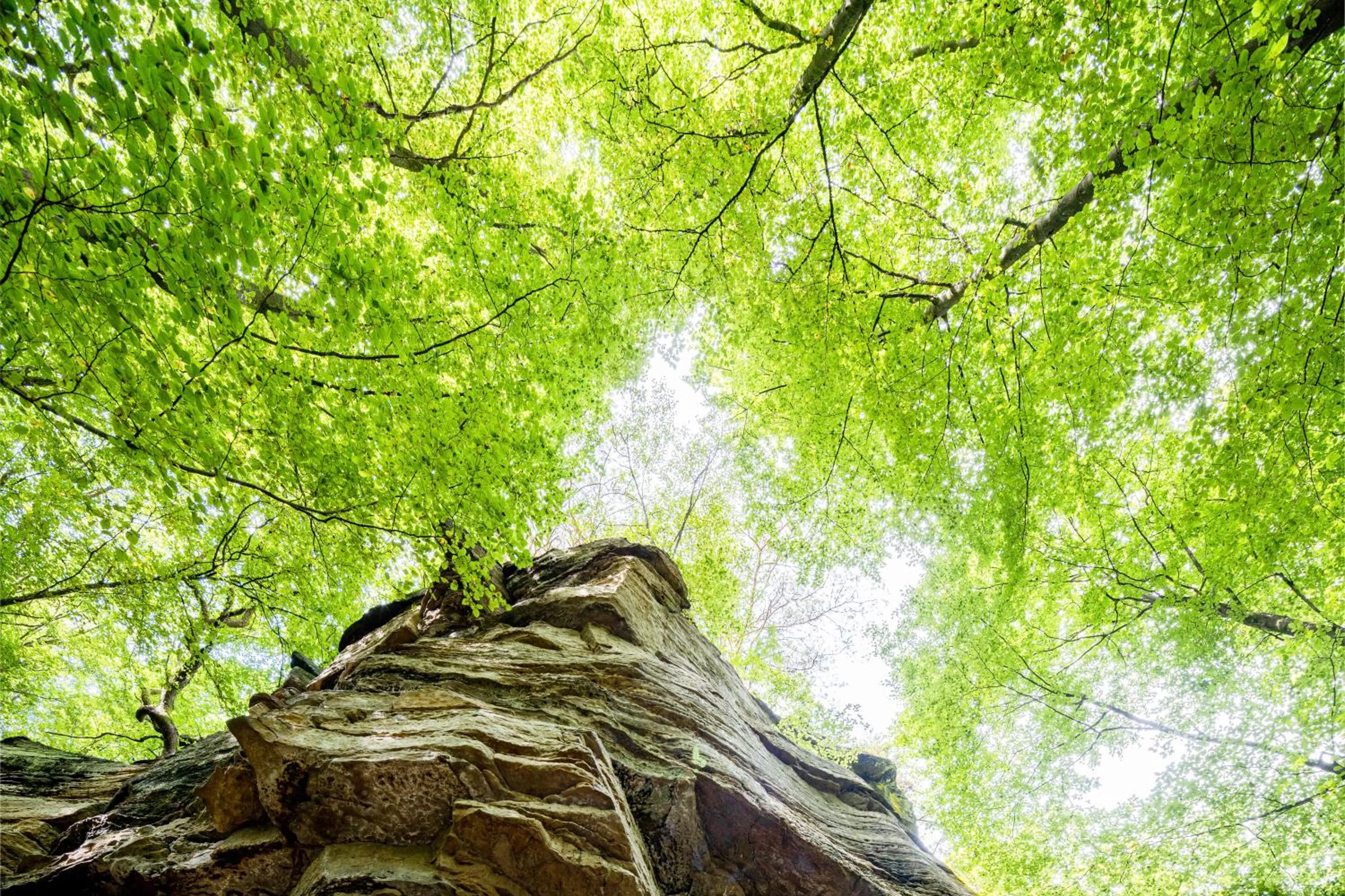 Natural landscape in Waldhotel Sonnenberg