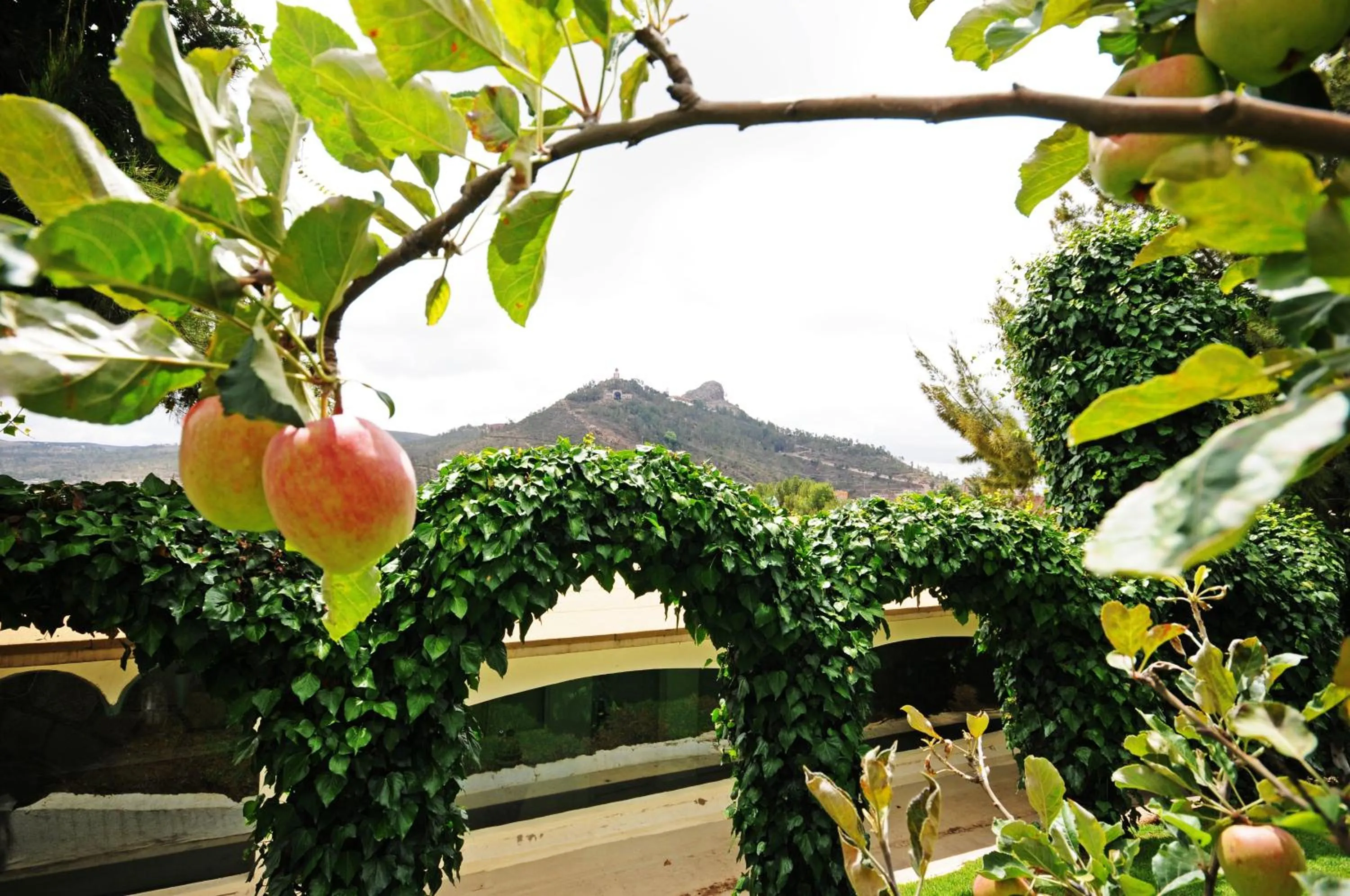 Garden in Hotel Baruk Teleférico Centro Histórico