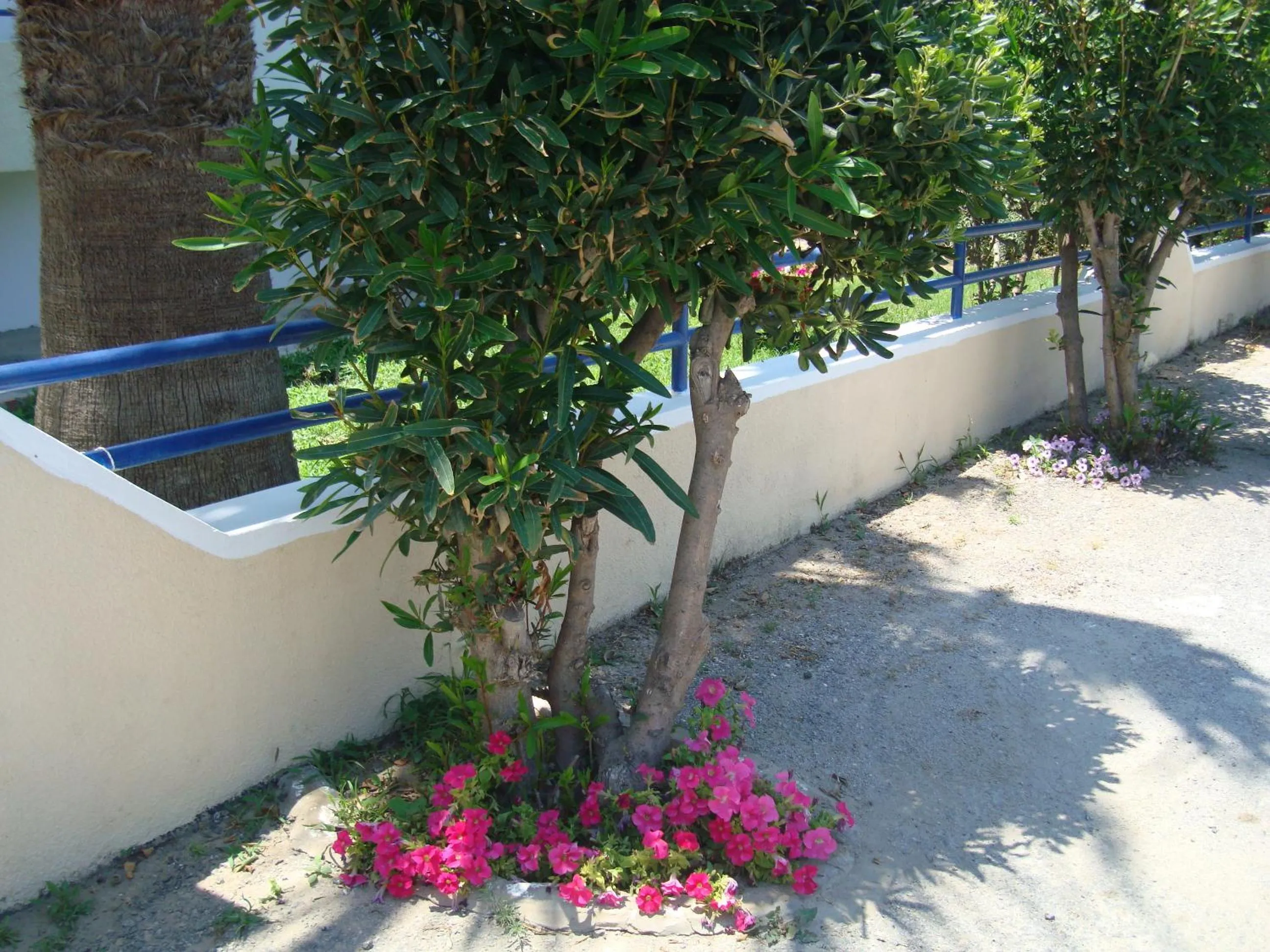 Garden in Philippos Studios & Apartments