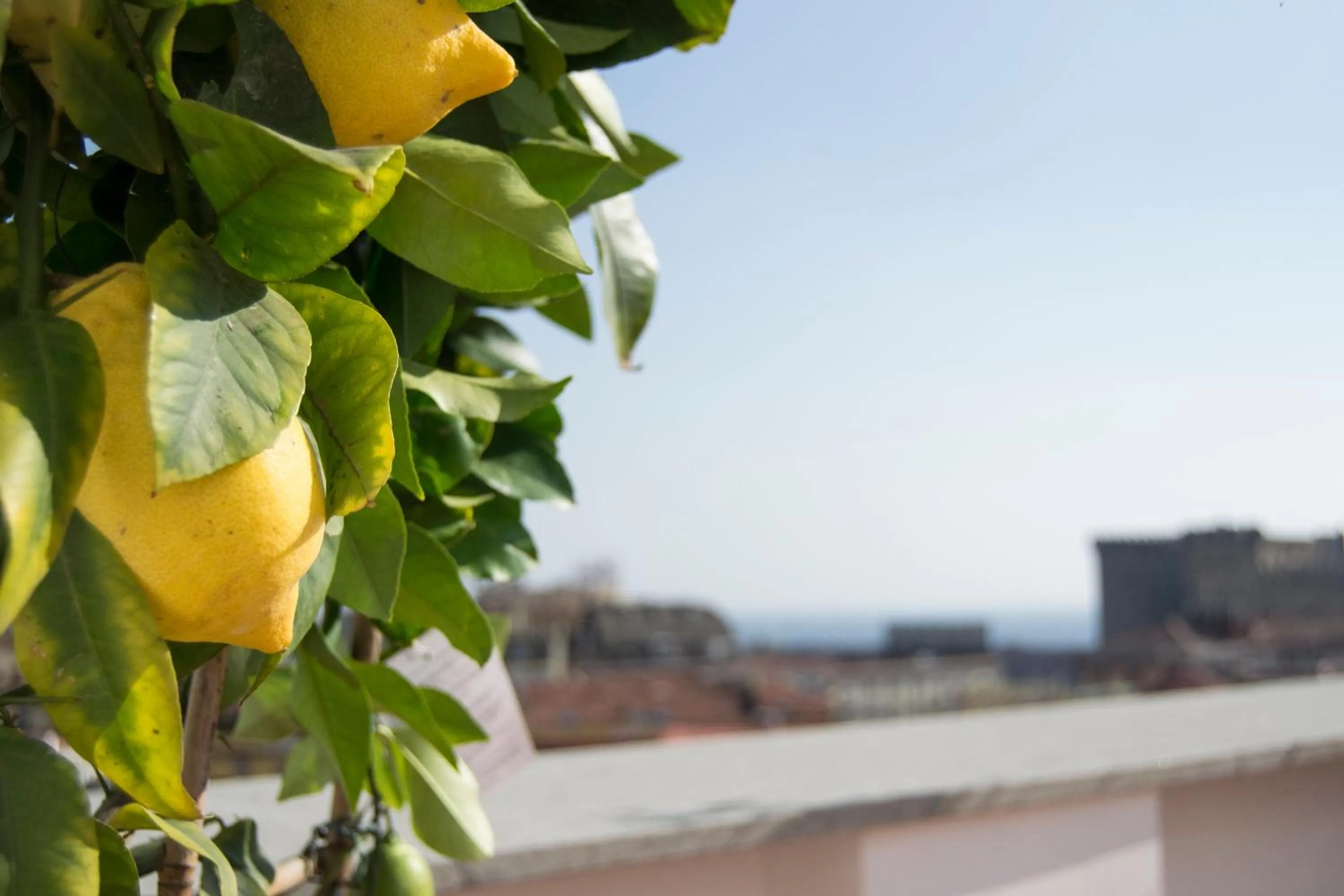 Balcony/Terrace in "Panoramic Terrazza - Napoli"
