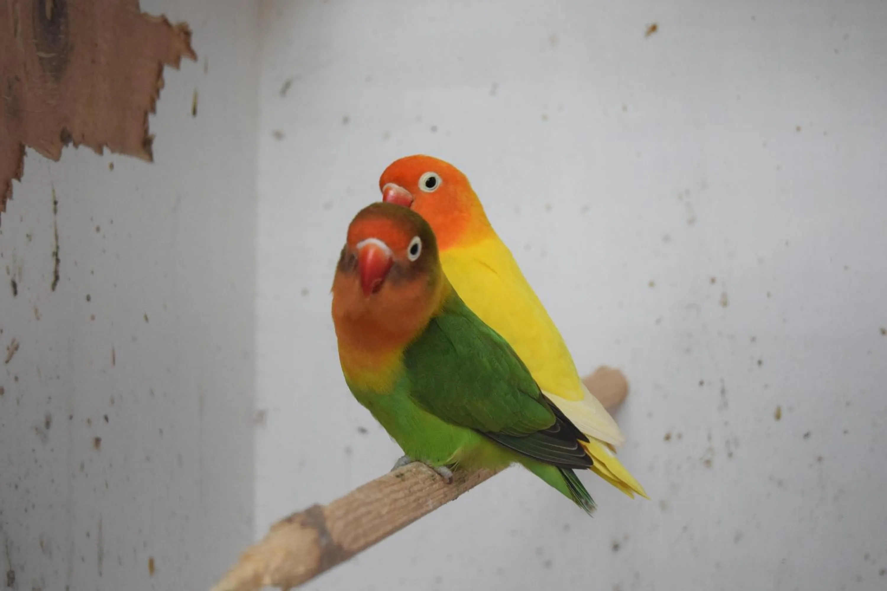 Seashells Beach Hotel