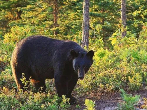 Motel de l'Anse a l'Eau