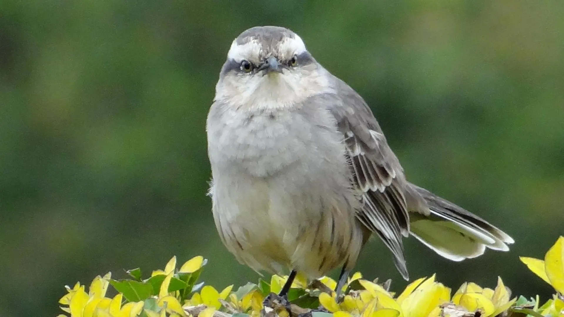 Day in Hotel Fazenda Itáytyba