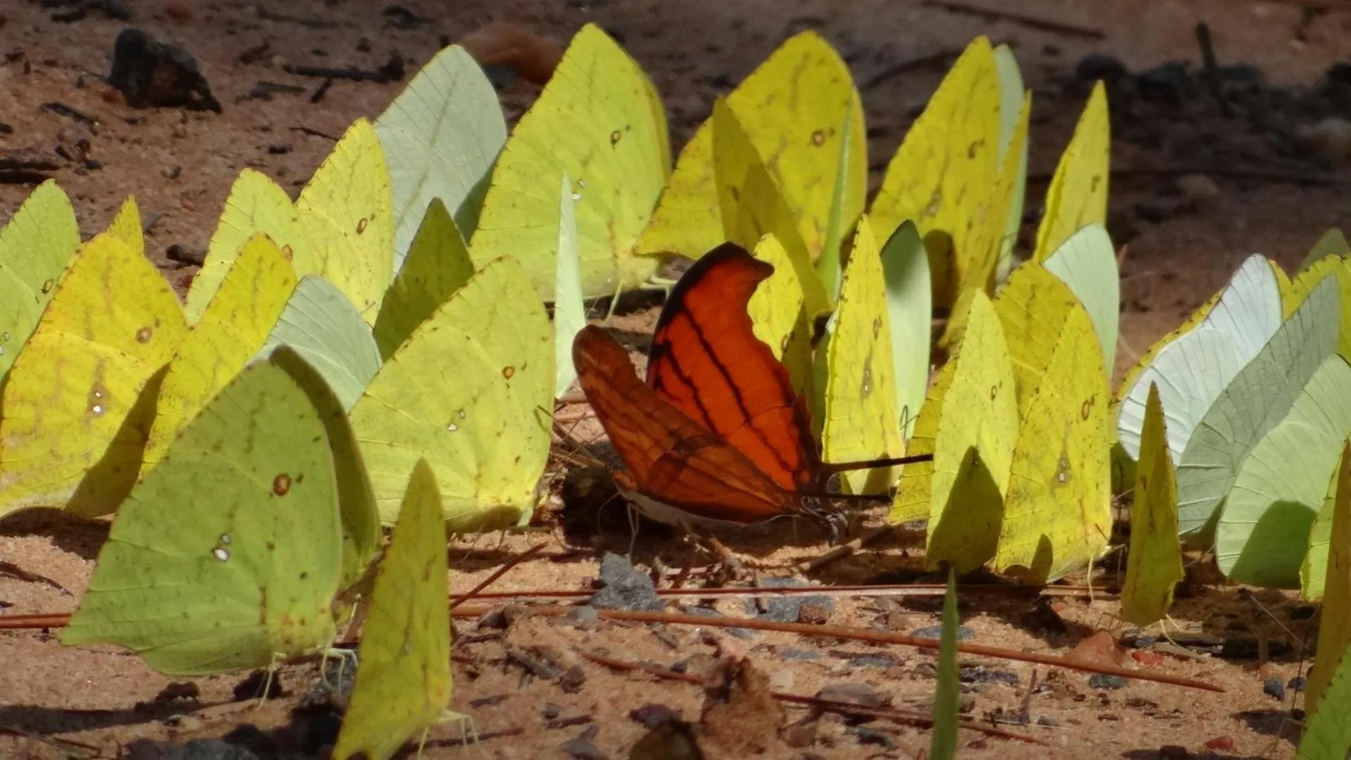 Spring in Hotel Fazenda Itáytyba