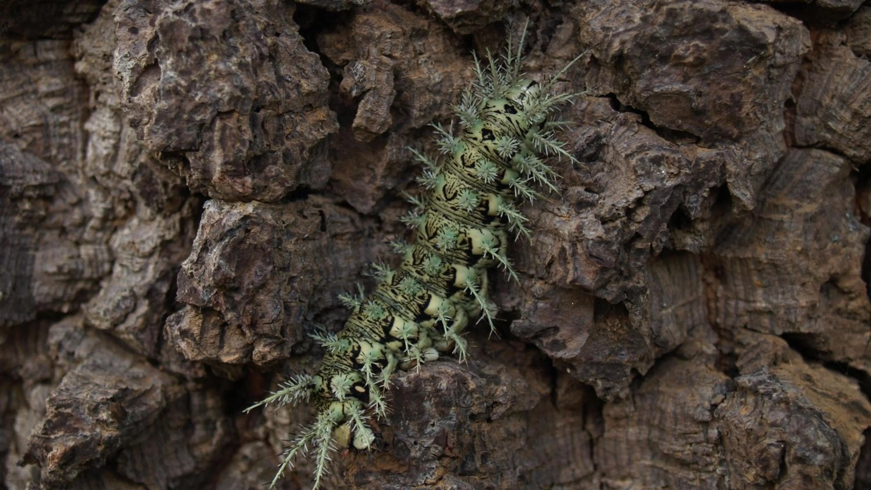 Day in Hotel Fazenda Itáytyba