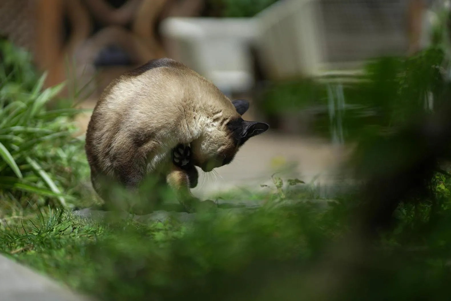 Animals in Old Story Inn Lijiang Old Town