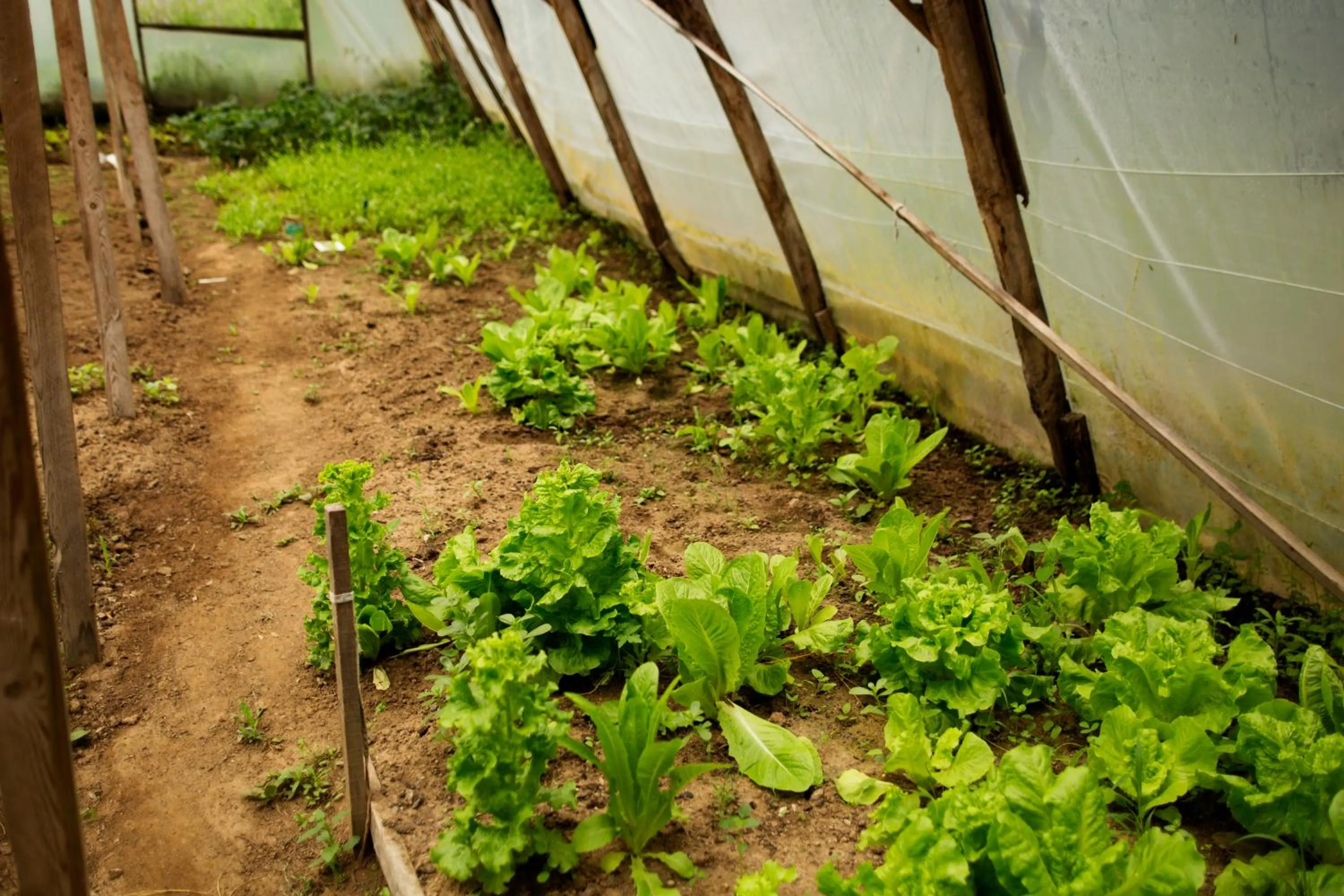 Garden in Hindiba Doga Evi