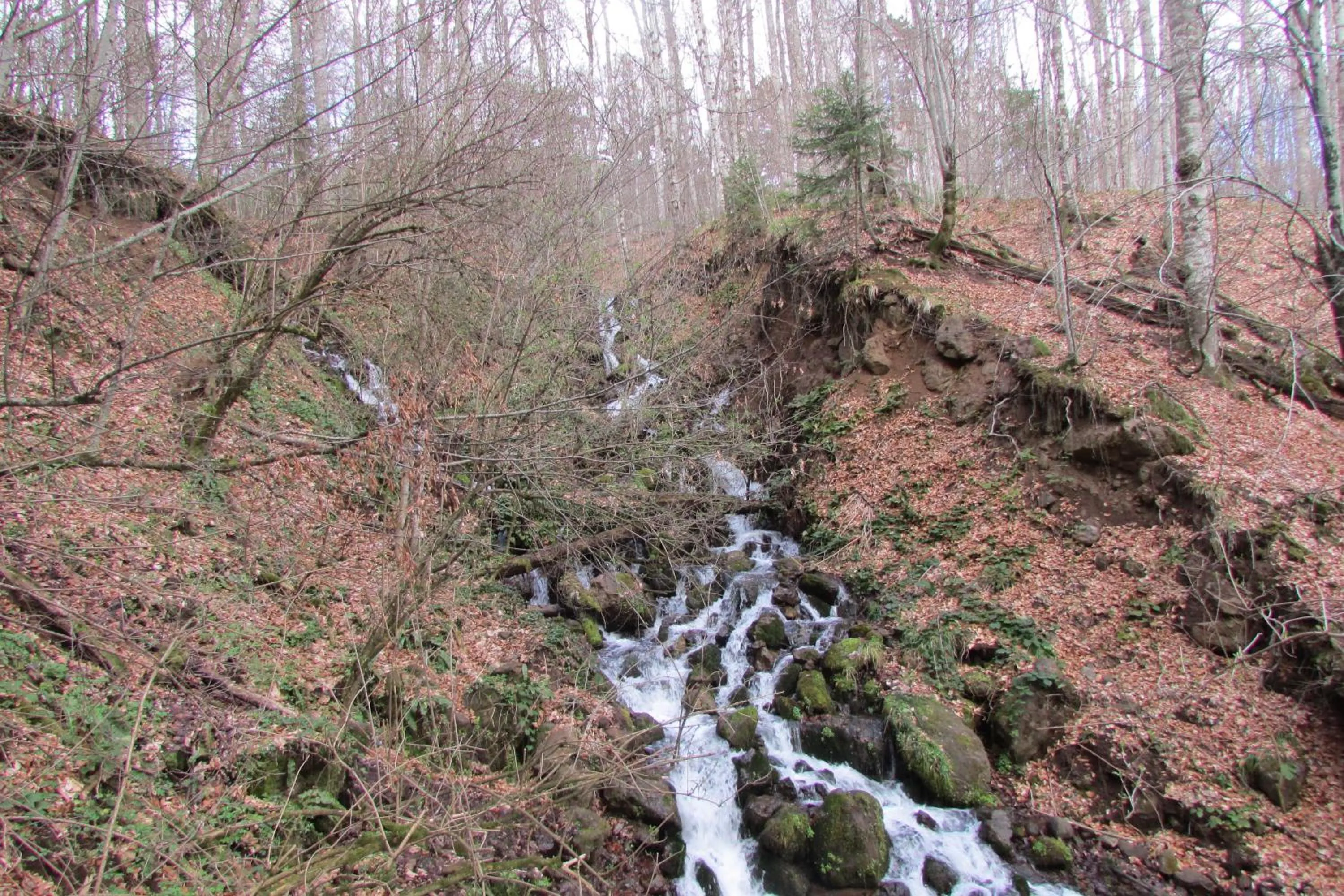 Other in Hindiba Doga Evi