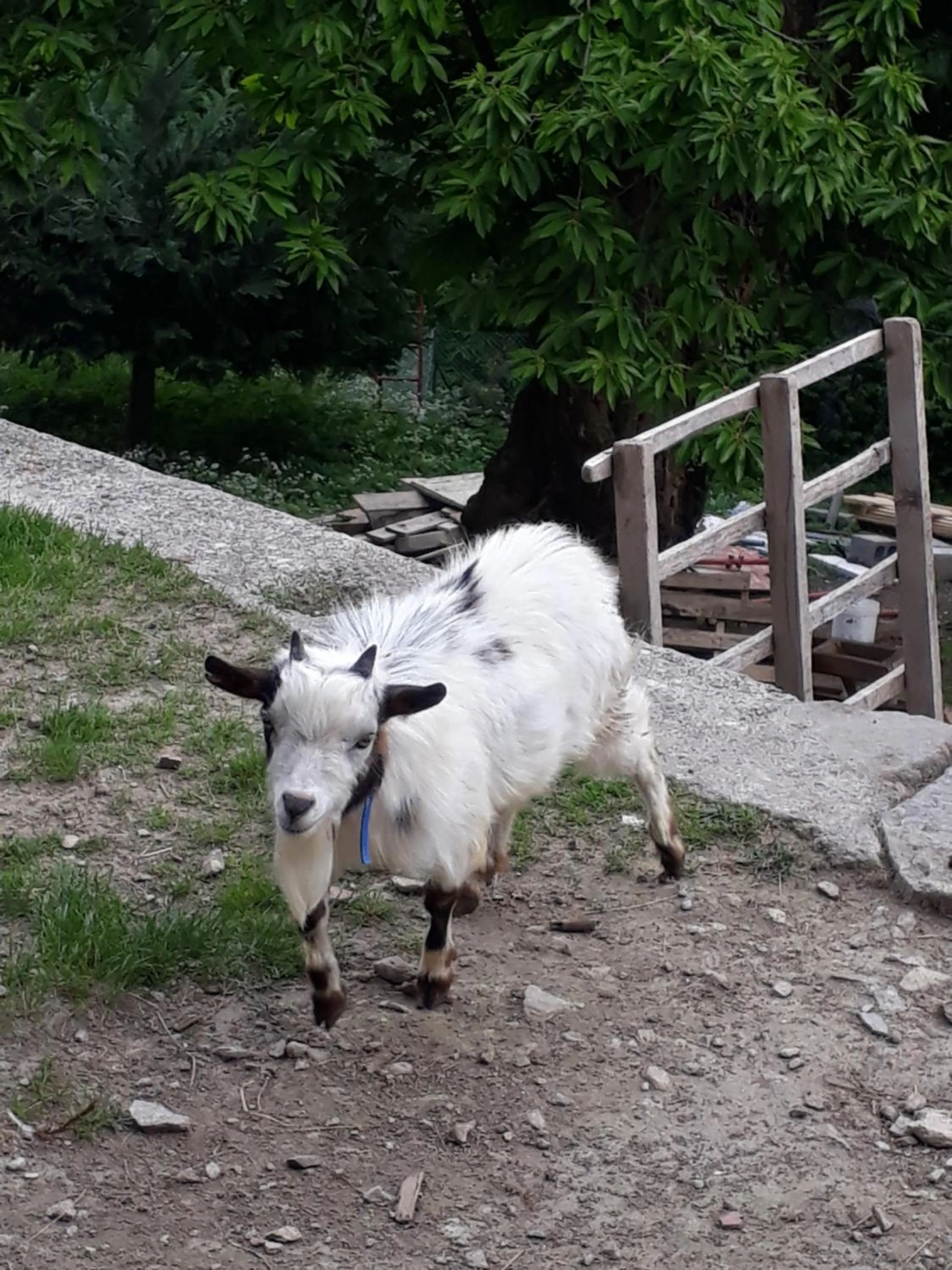 Foresteria B&B Vecchiascuola Pianazzola