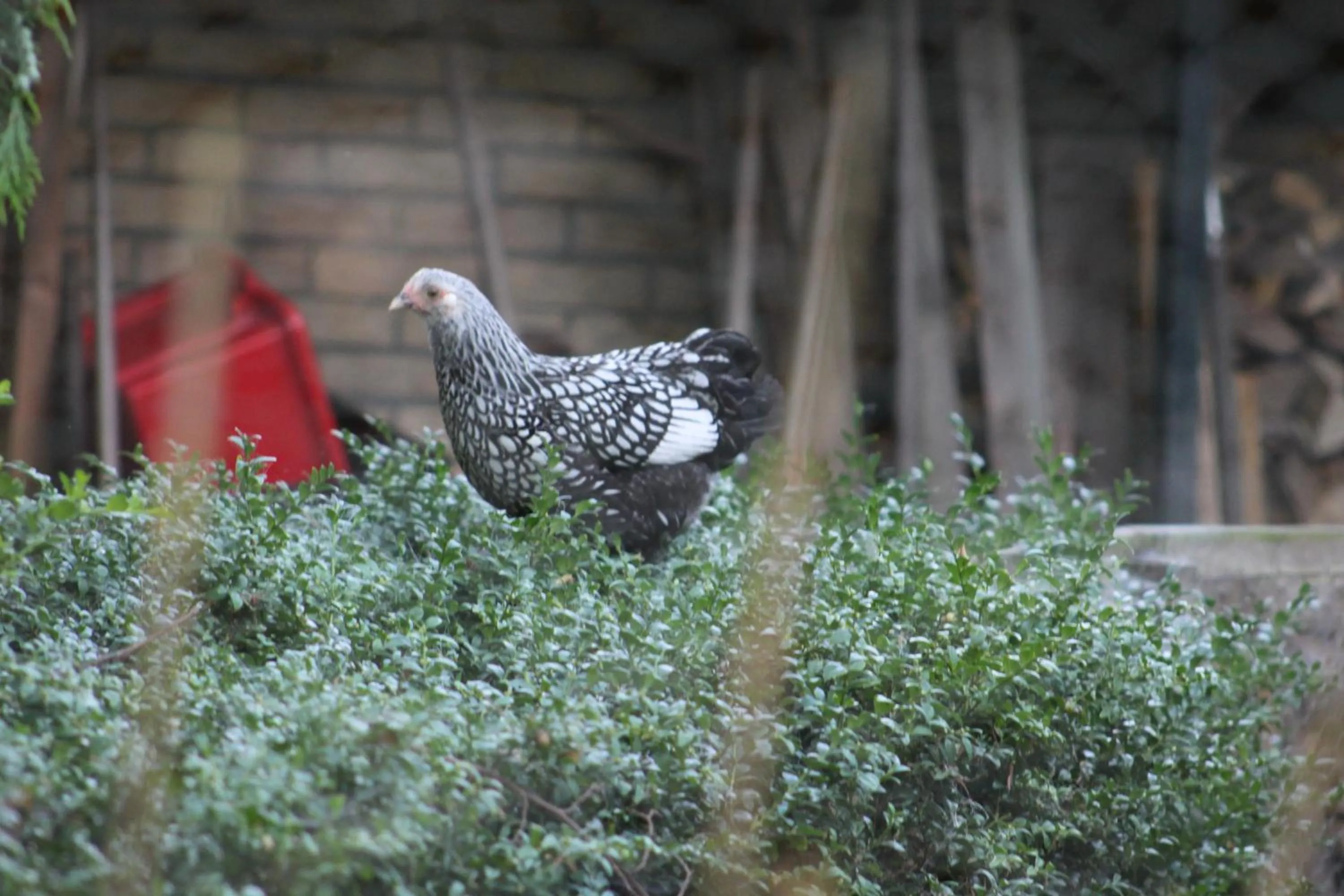 Animals in Pieni Talo